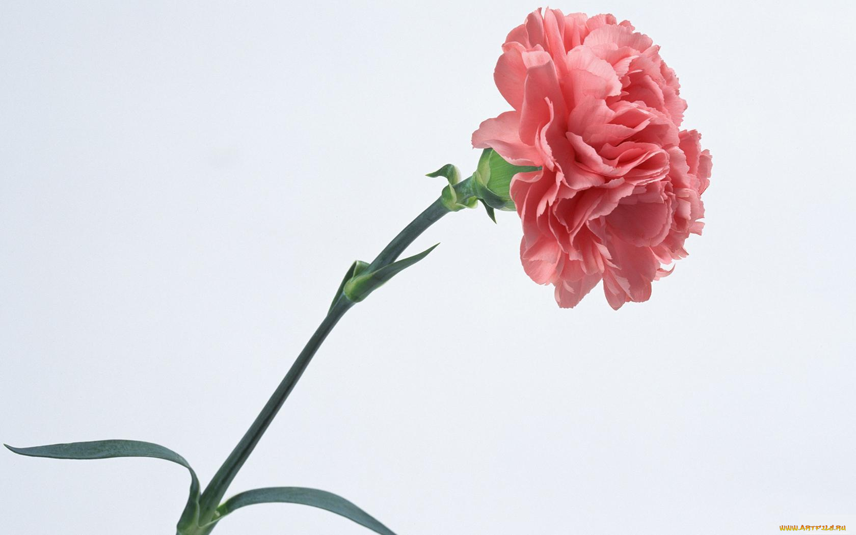 цветы, гвоздики