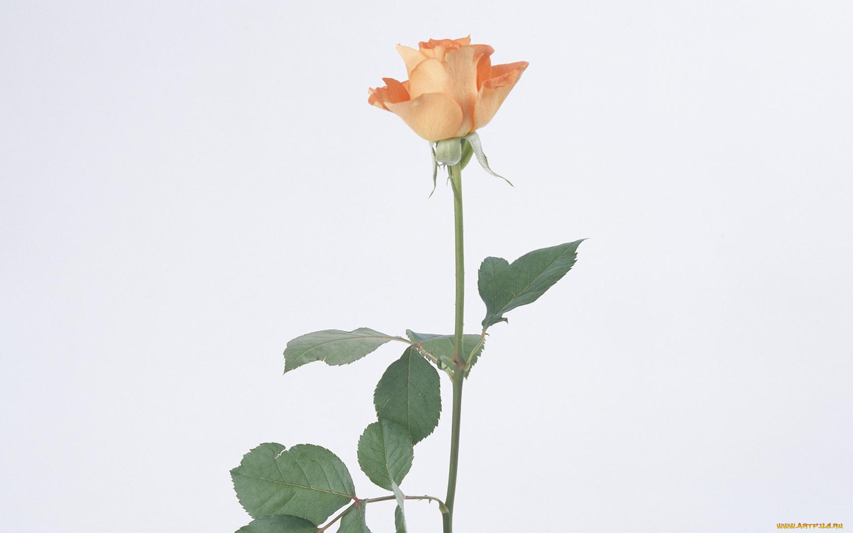 цветы, розы