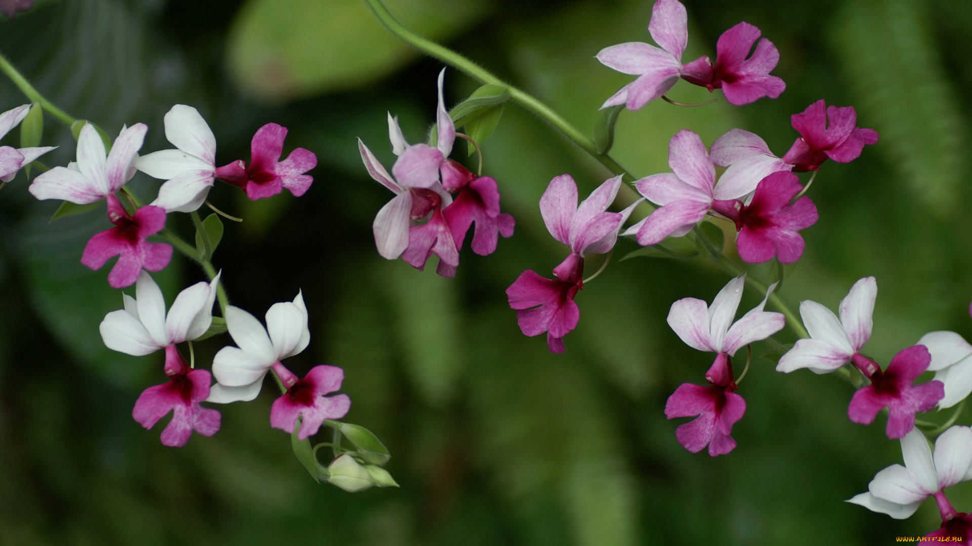 цветы, орхидеи