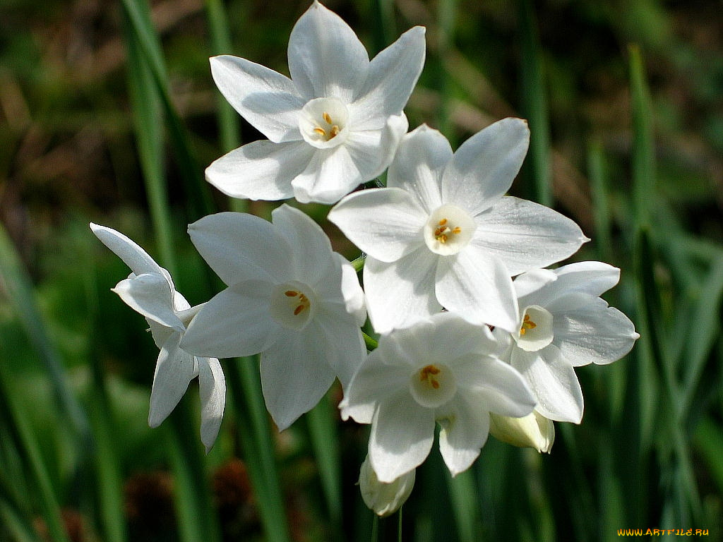 цветы, нарциссы
