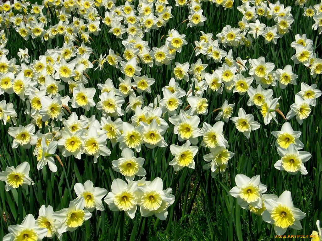 цветы, нарциссы