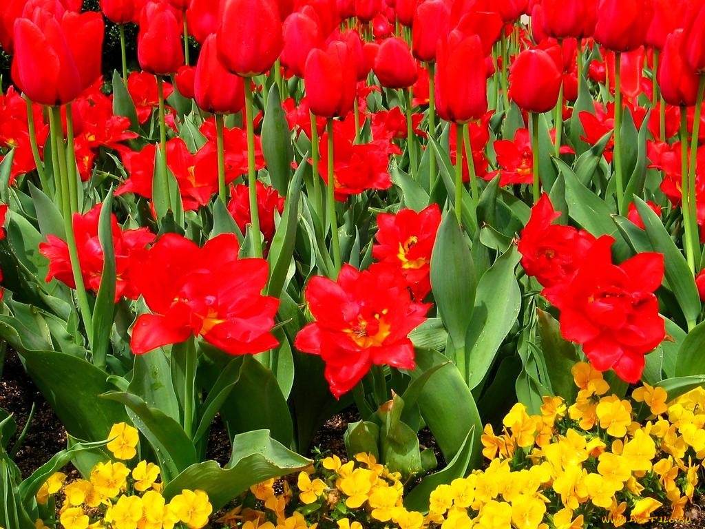 цветы, разные, вместе