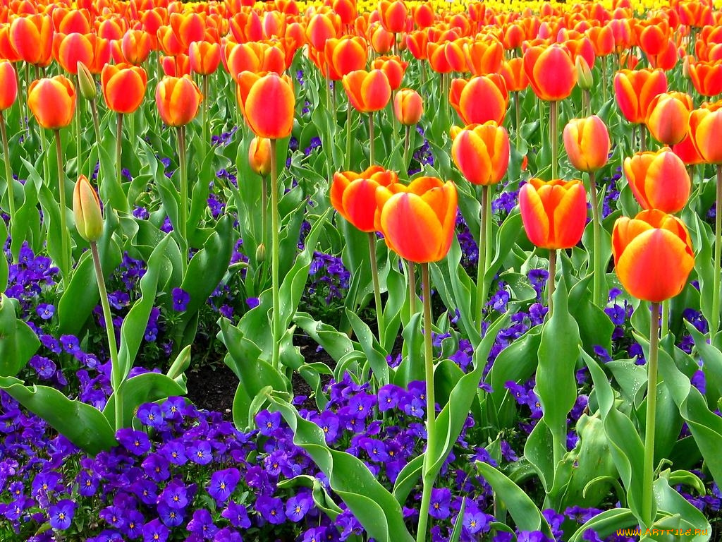 цветы, разные, вместе