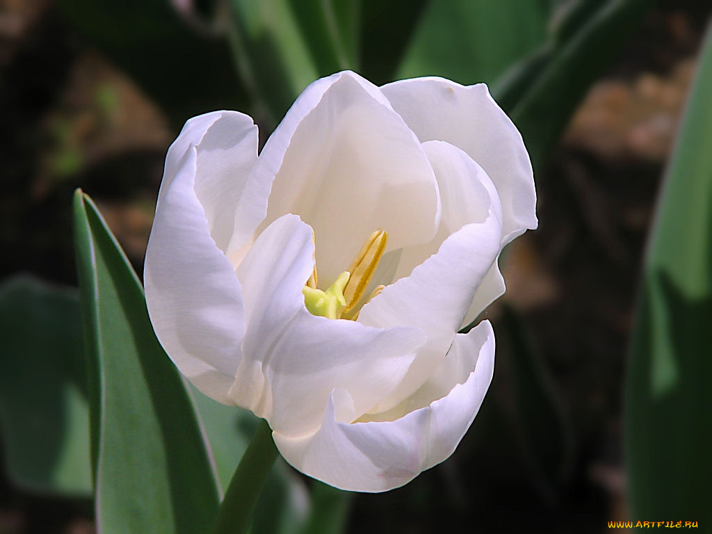 цветы, тюльпаны