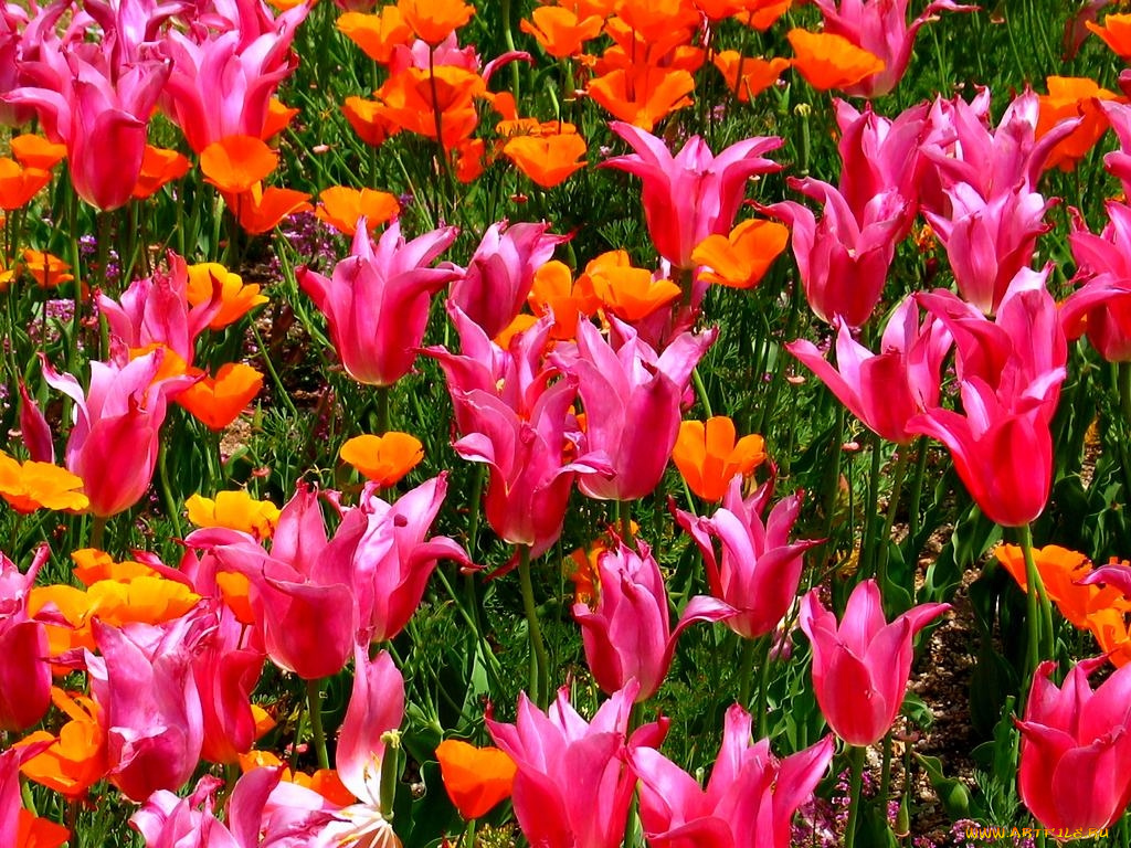 цветы, тюльпаны