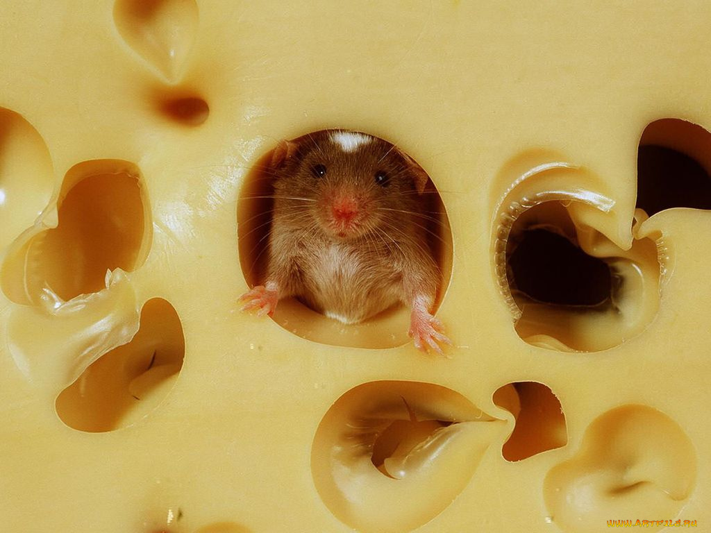 животные, крысы, мыши