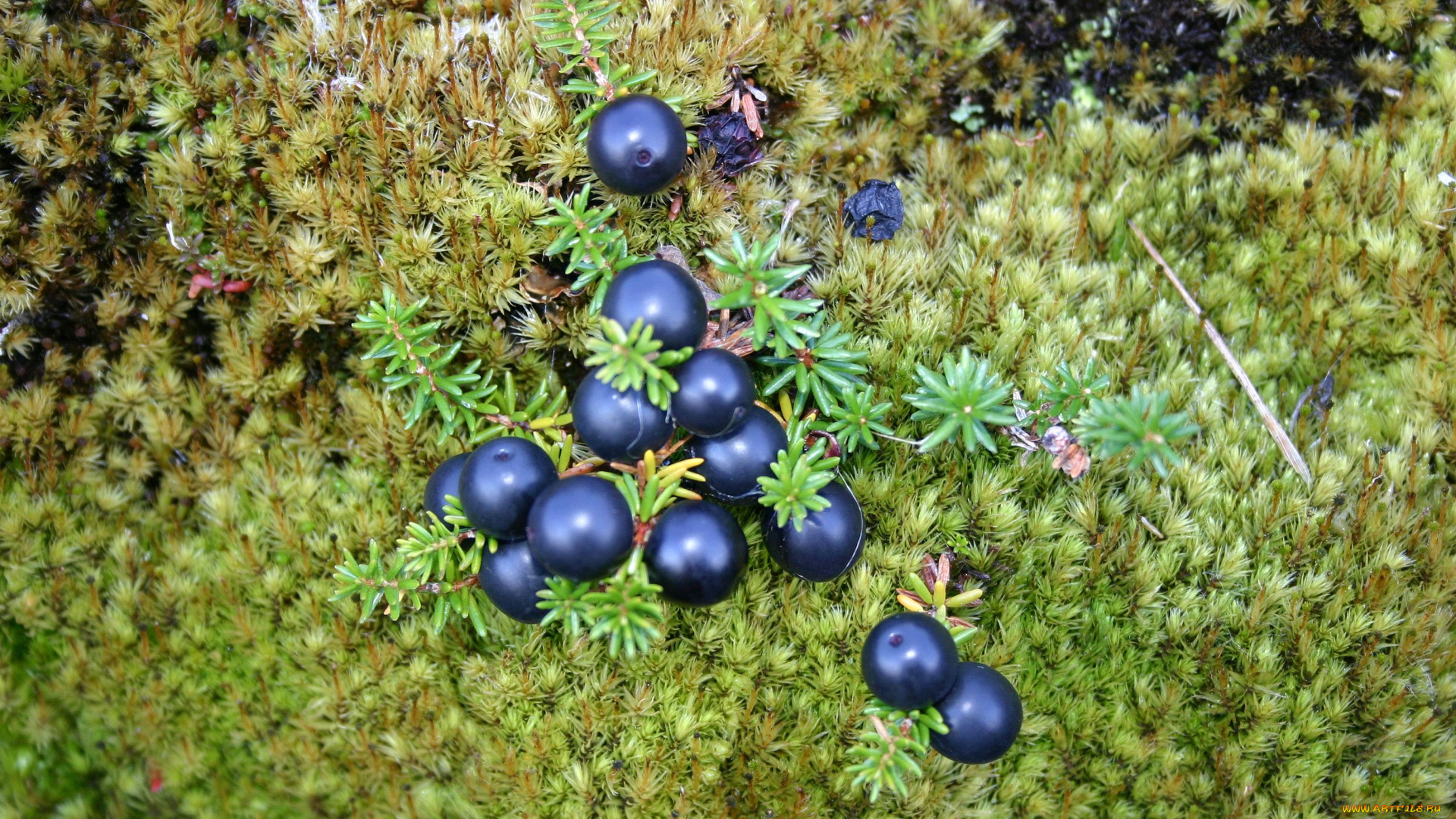 шикша, природа, Ягоды