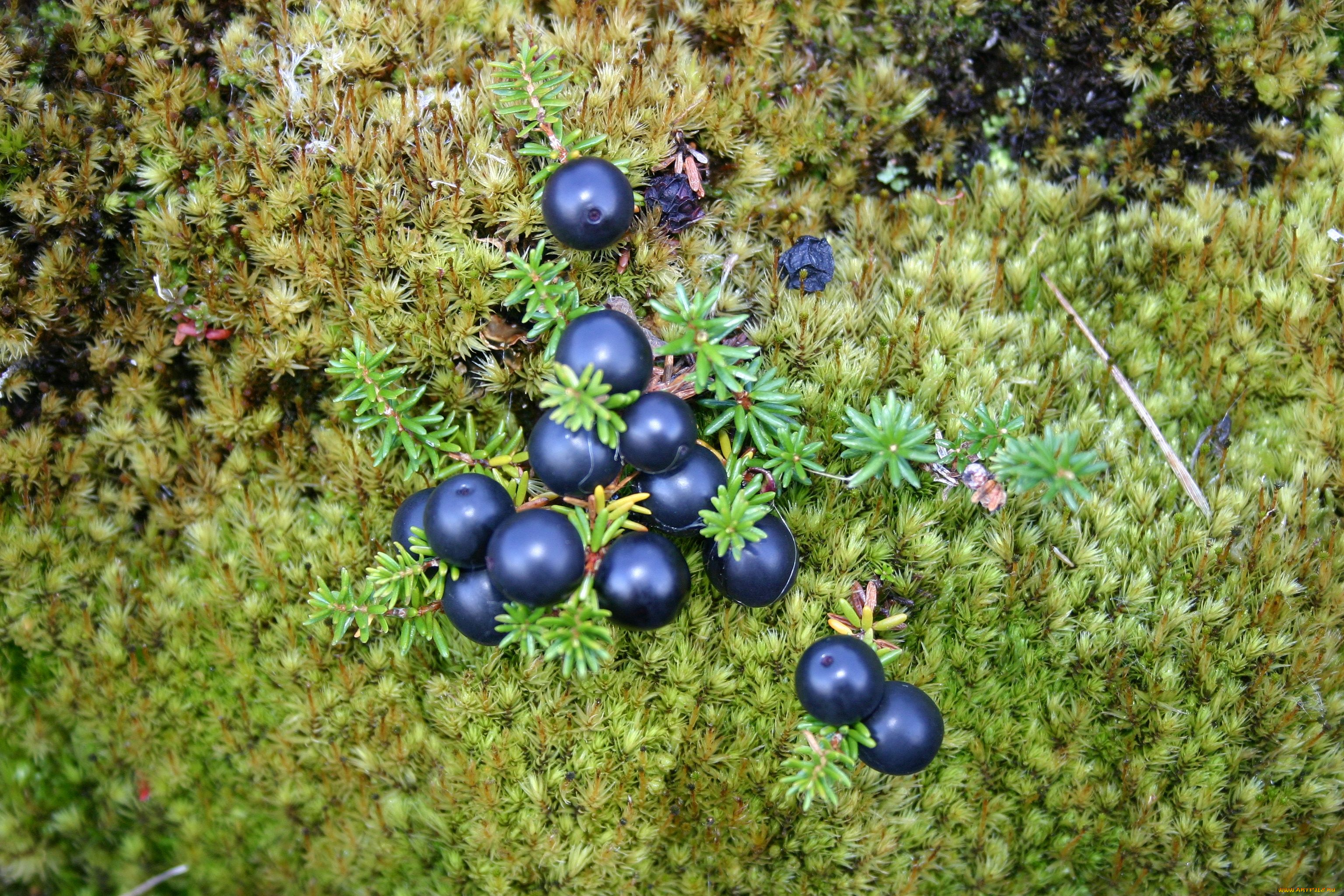 шикша, природа, Ягоды