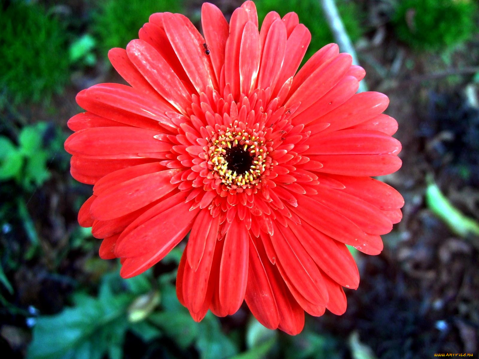 цветы, герберы, лето