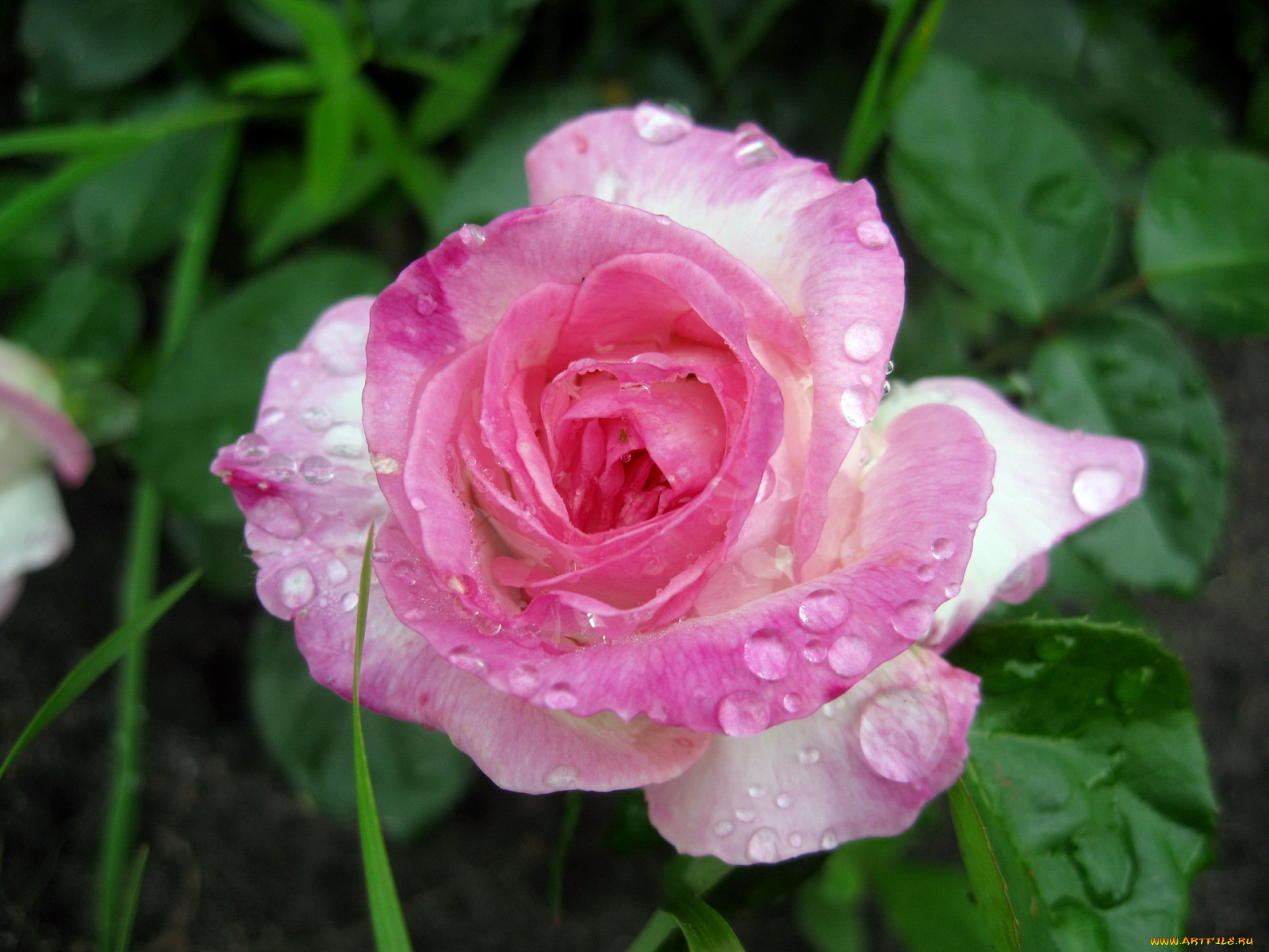 цветы, розы, лепестки, капли