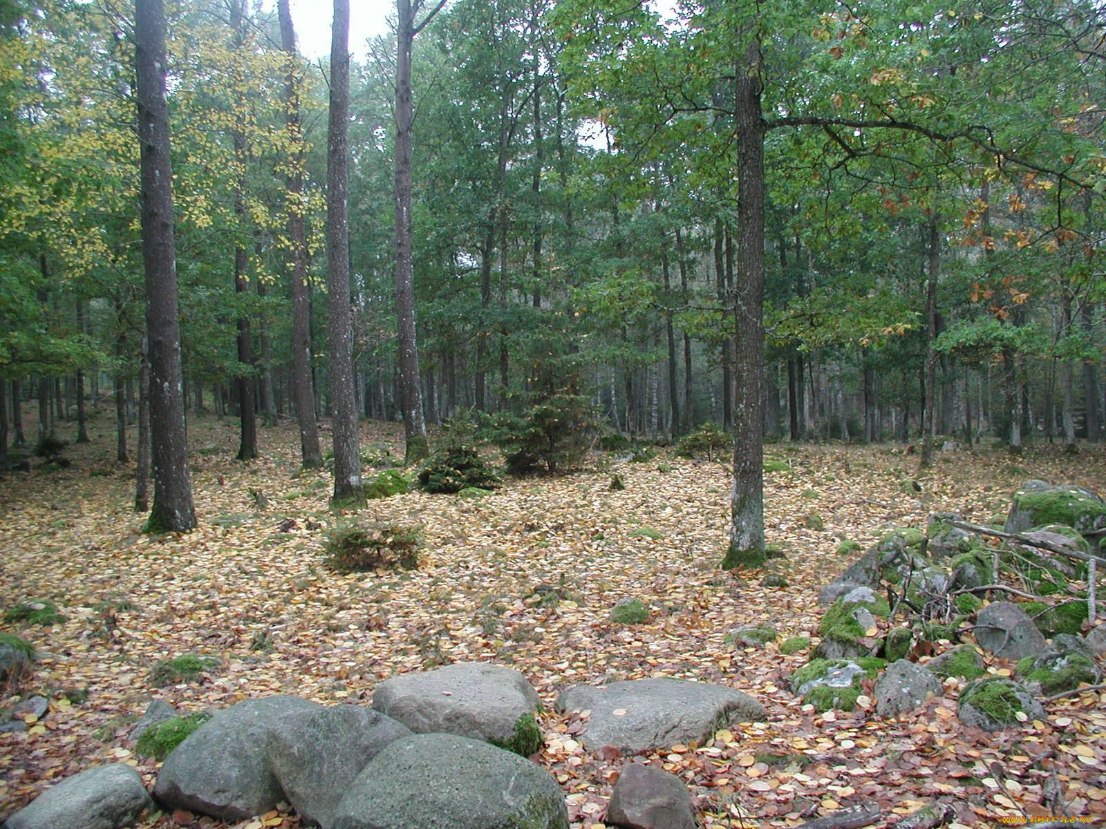 природа, лес