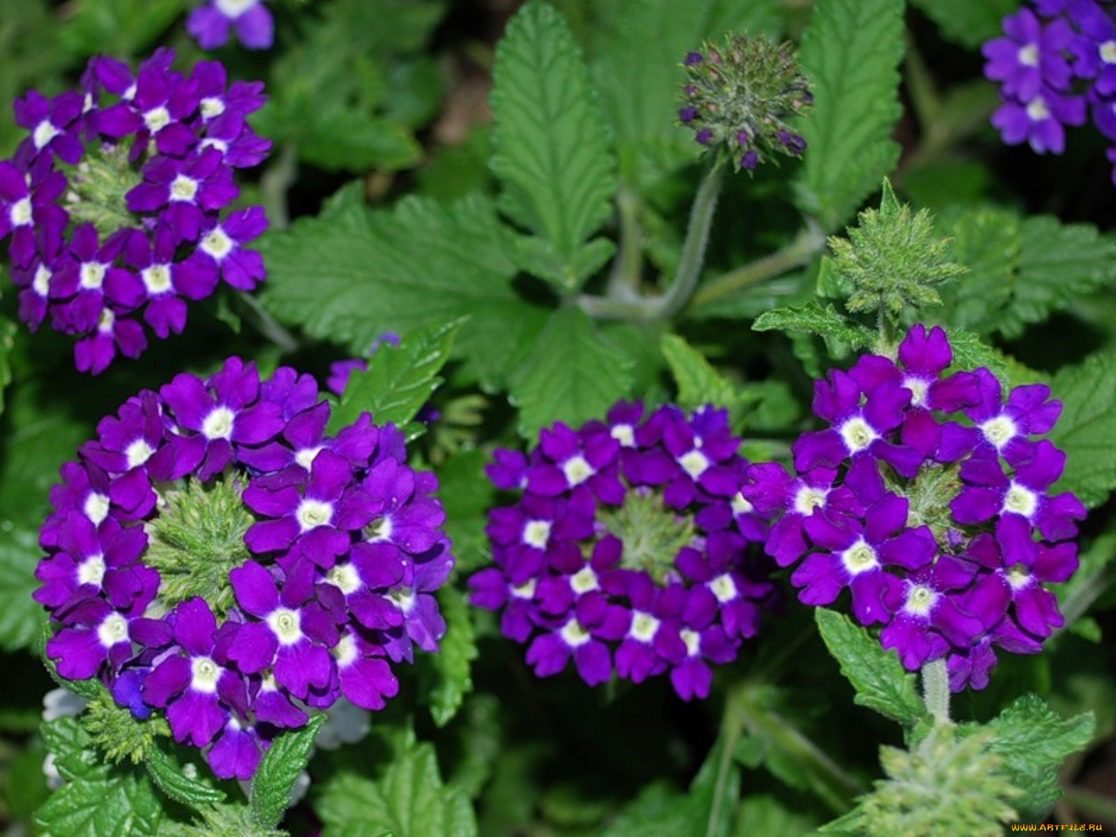 вербена, цветы, лантана, сиреневый, соцветия