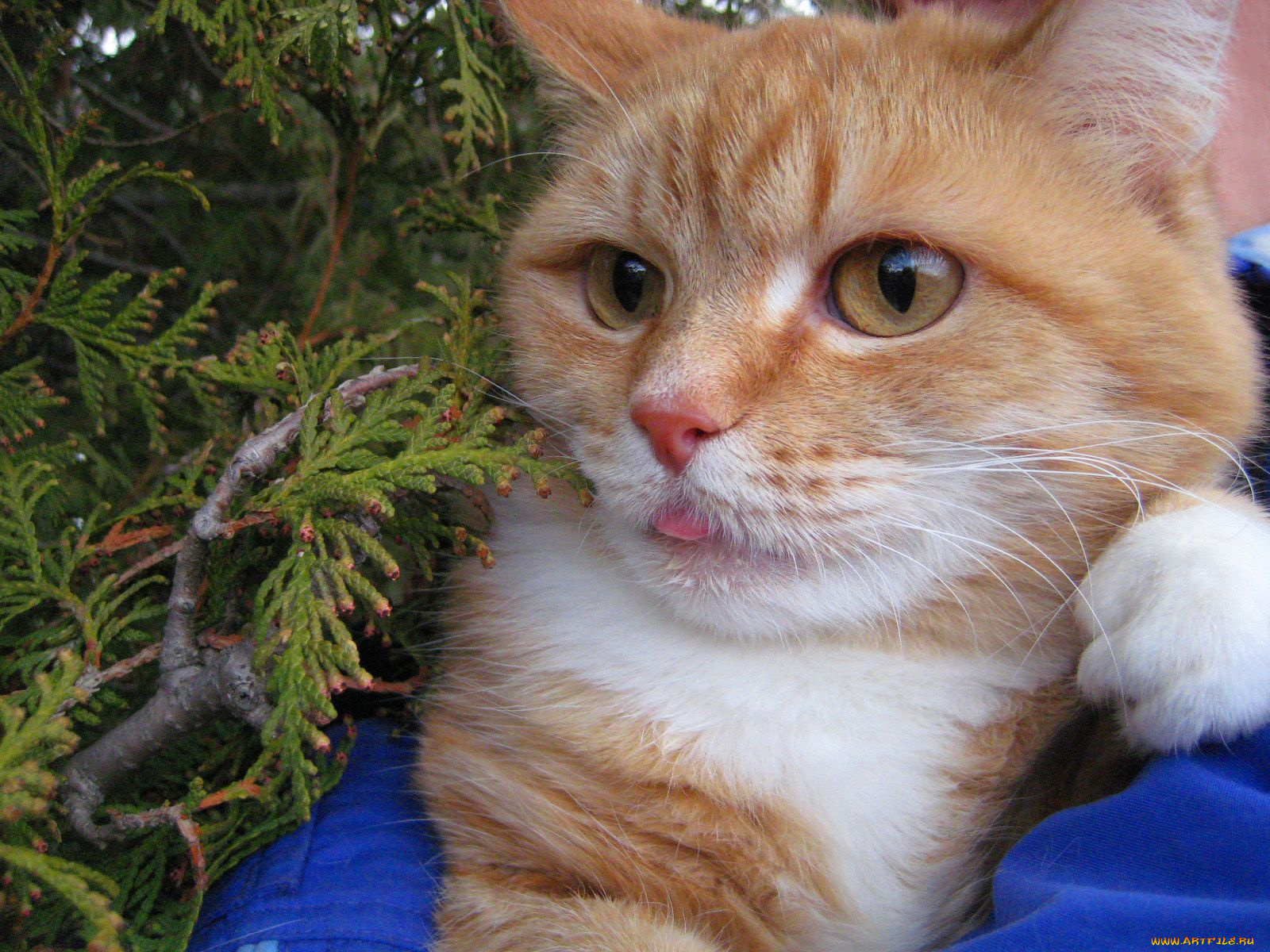 животные, коты, рыжий, кот