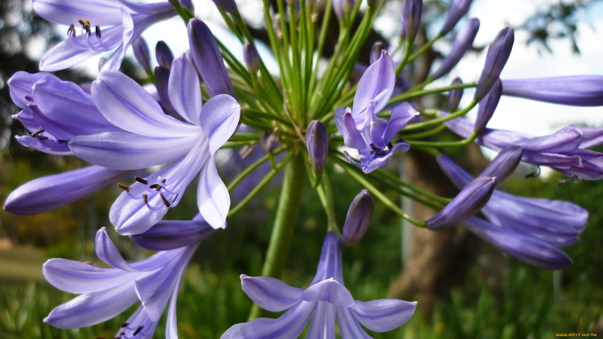 агапантус, африканская, лилия, цветы, фиолетовый