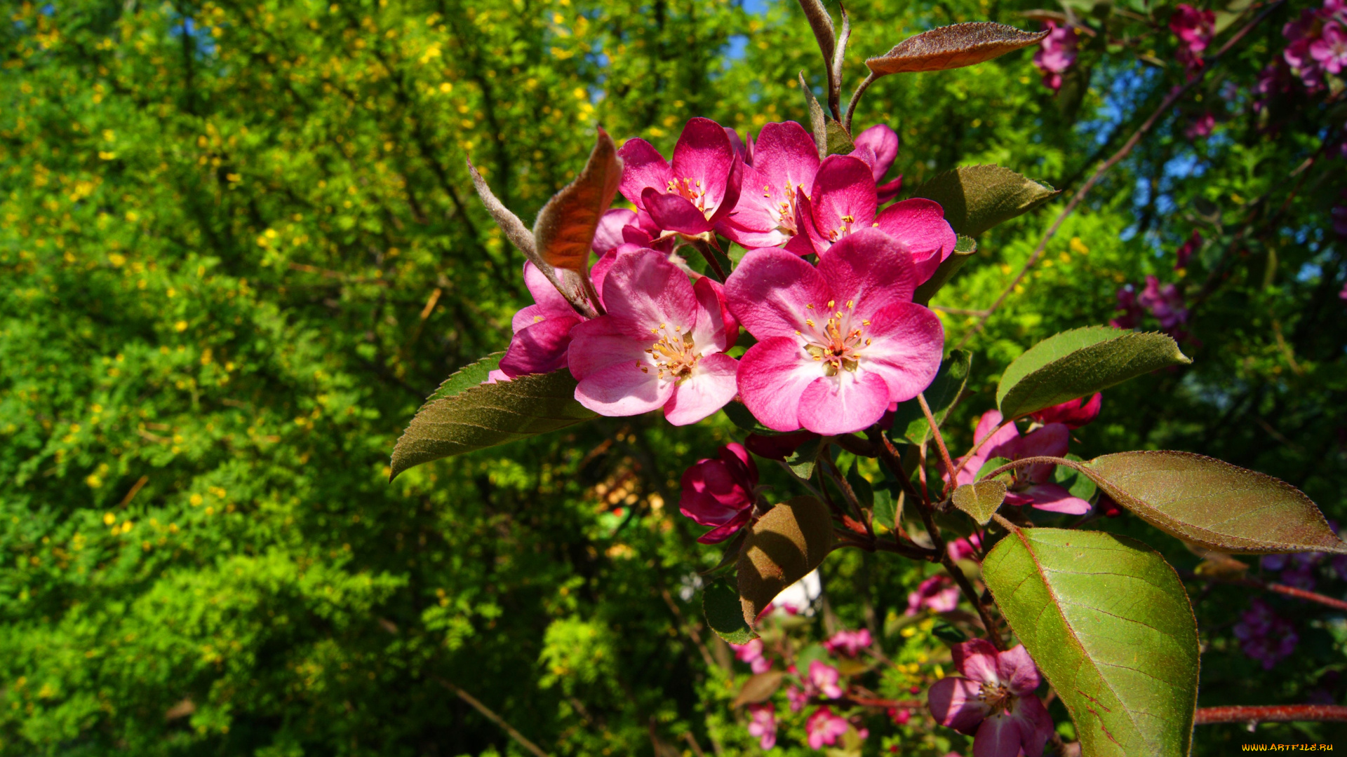 цветы, цветущие, деревья, кустарники, цветение, соцветие, весна, листья, ветка, лепестки, макро