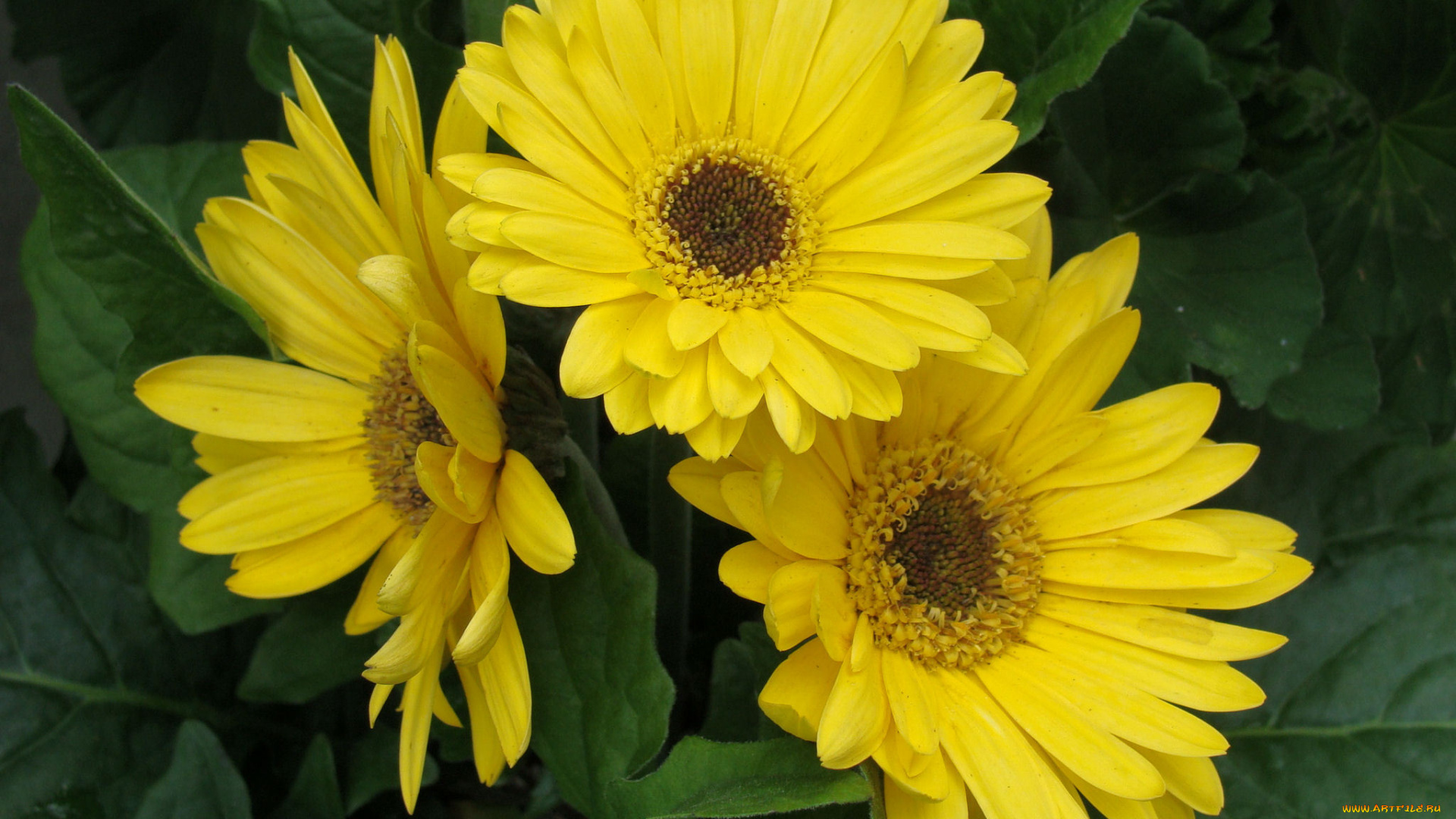 цветы, герберы, лето