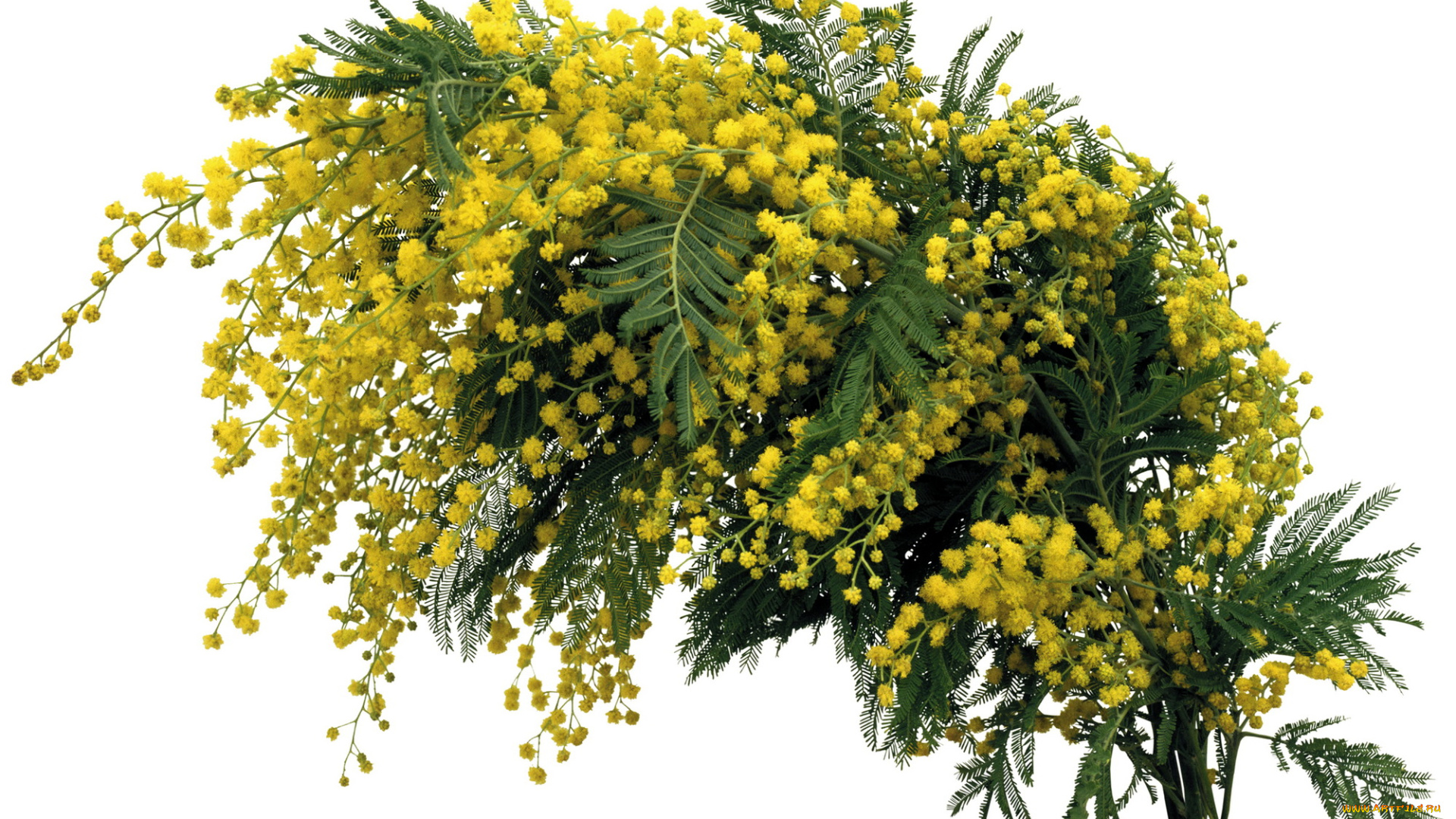 цветы, мимоза, весна