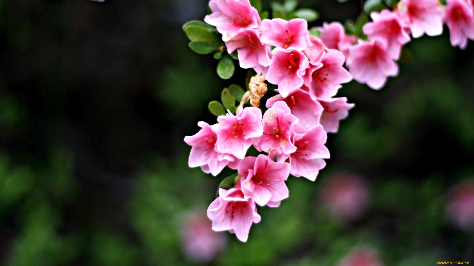 цветы, рододендроны, азалии, розовый