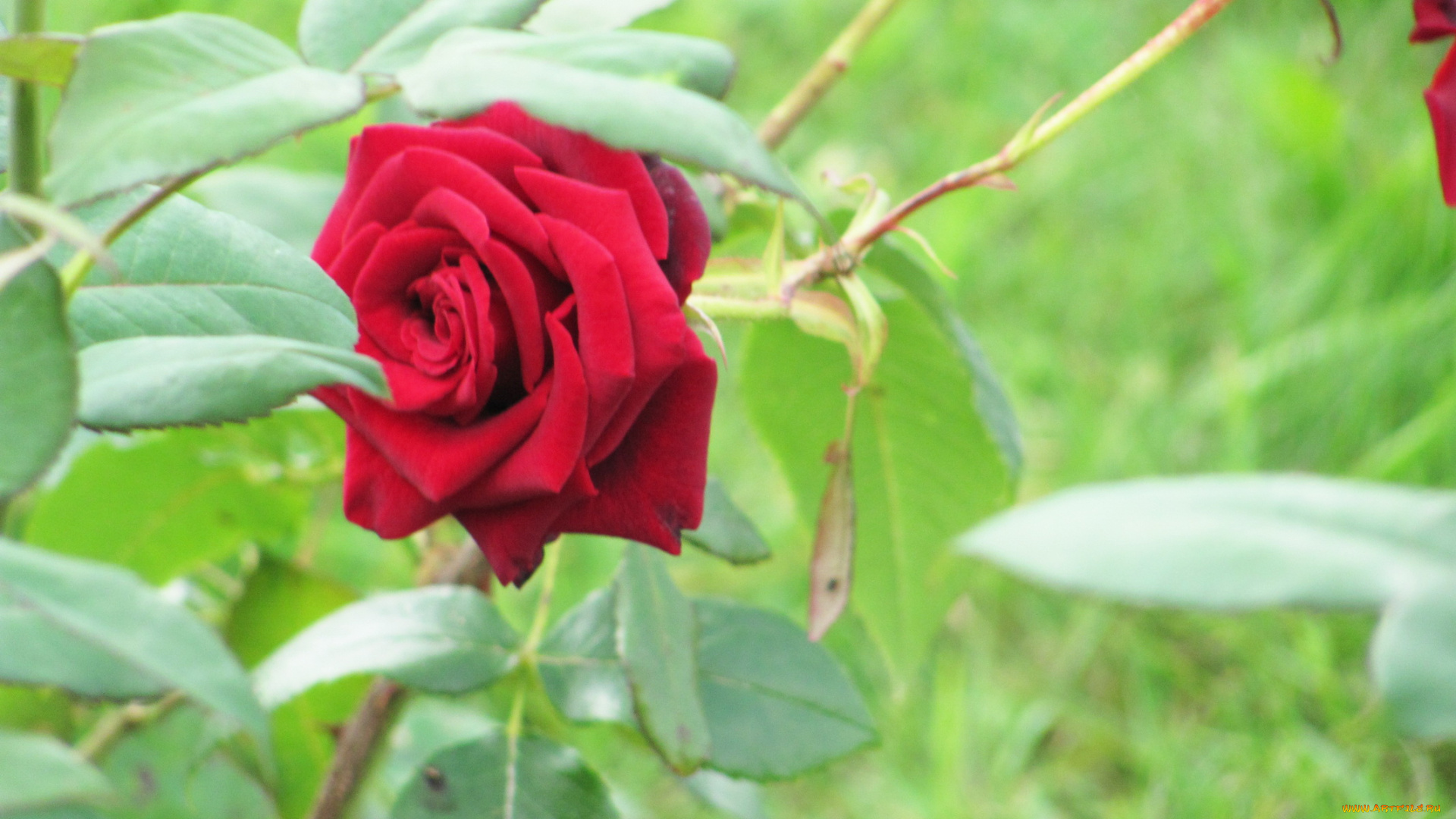 цветы, розы, красный