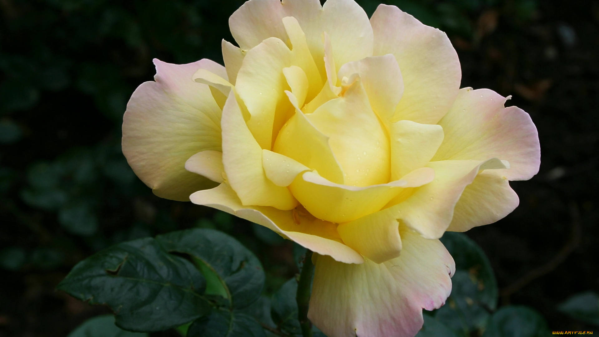 цветы, розы, лепестки