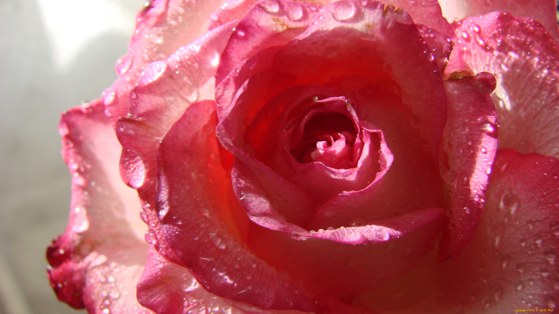 цветы, розы, макро