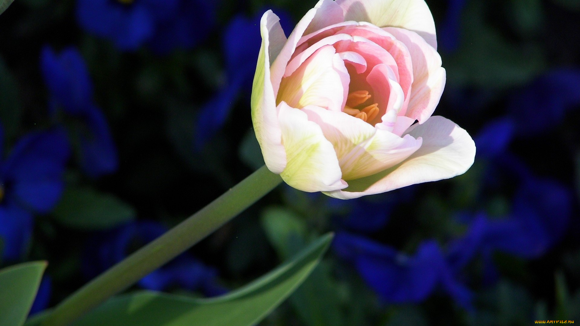 цветы, тюльпаны, лепестки