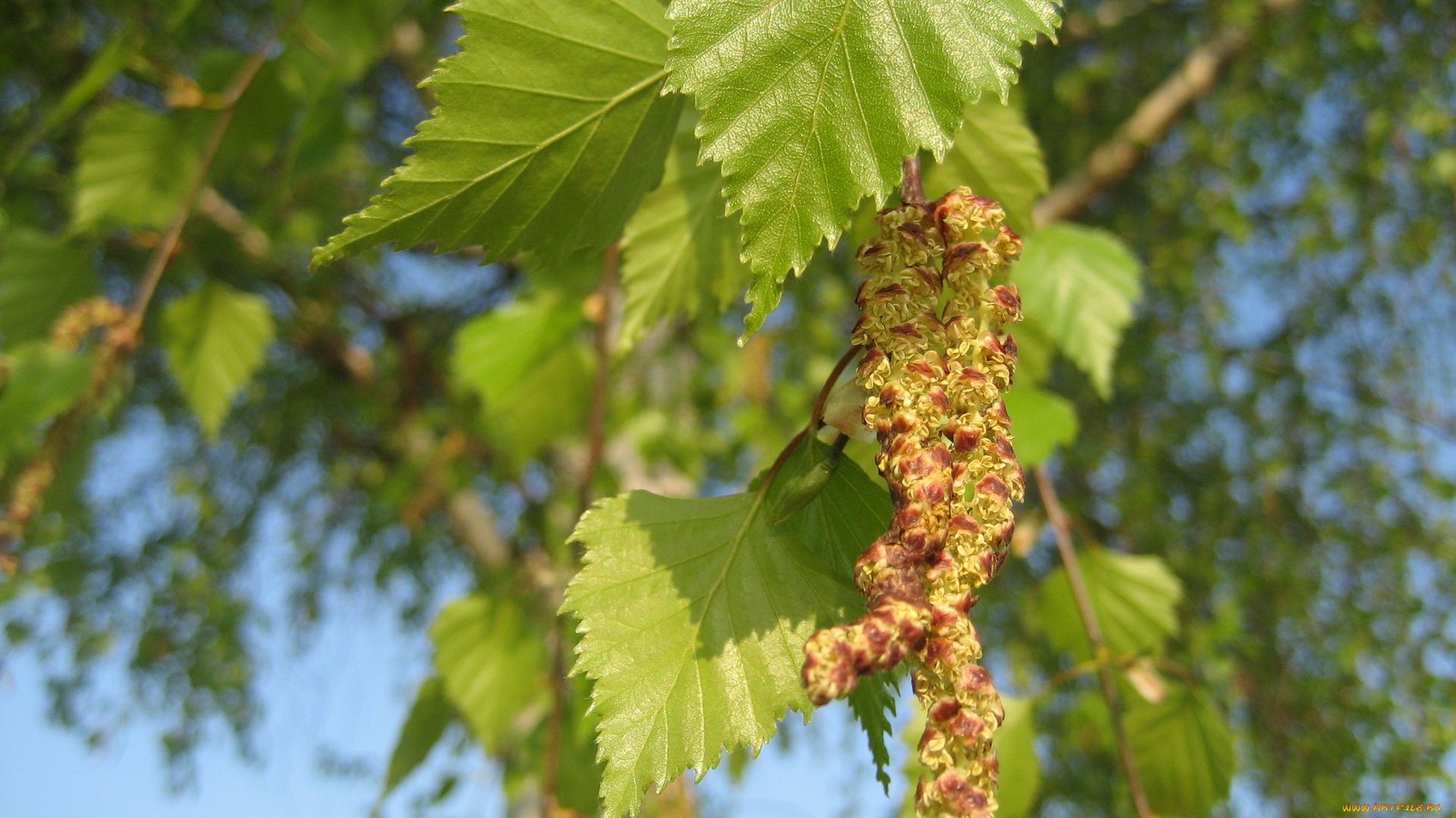 природа, листья, береза, сережки