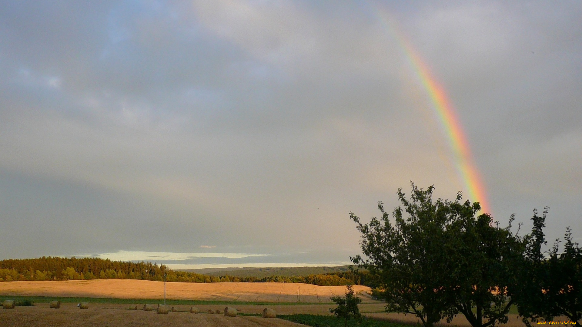 природа, радуга, поле, деревья