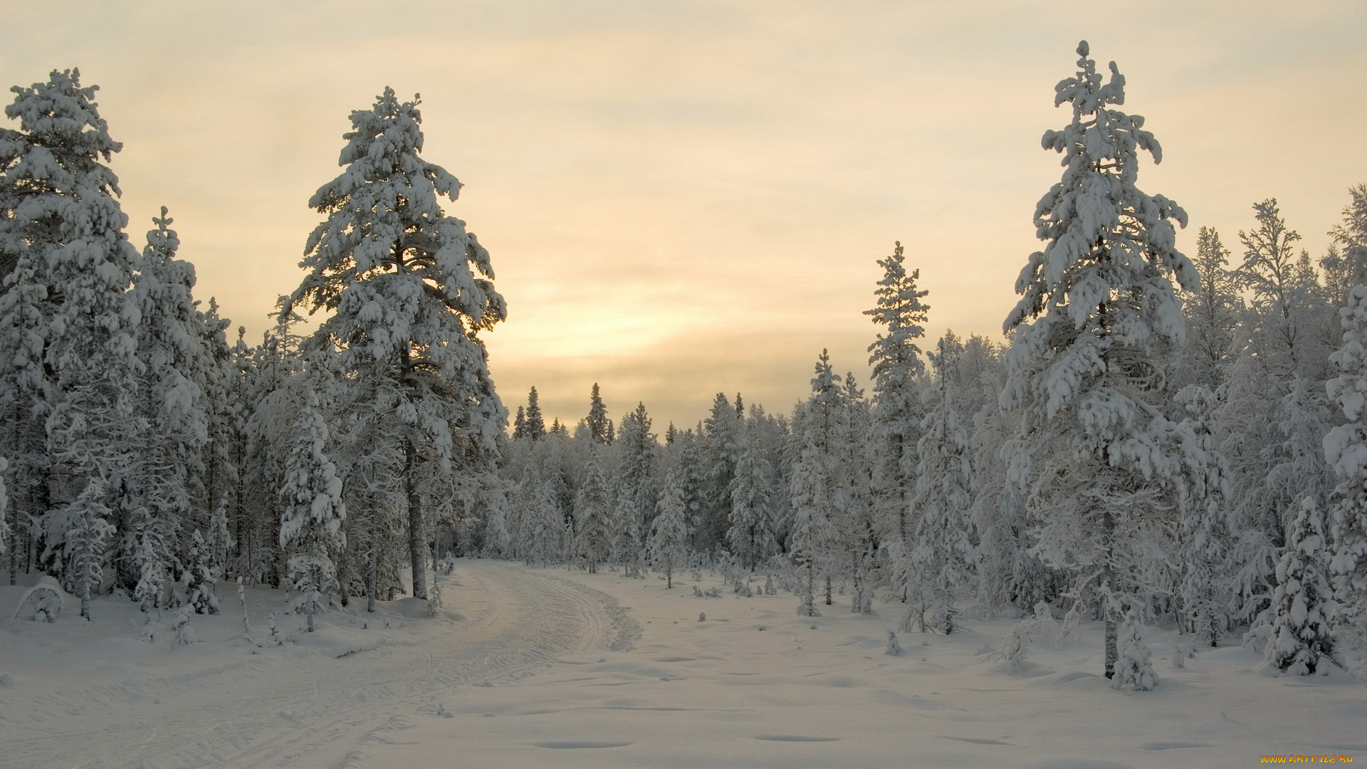 природа, зима, лес, вечер