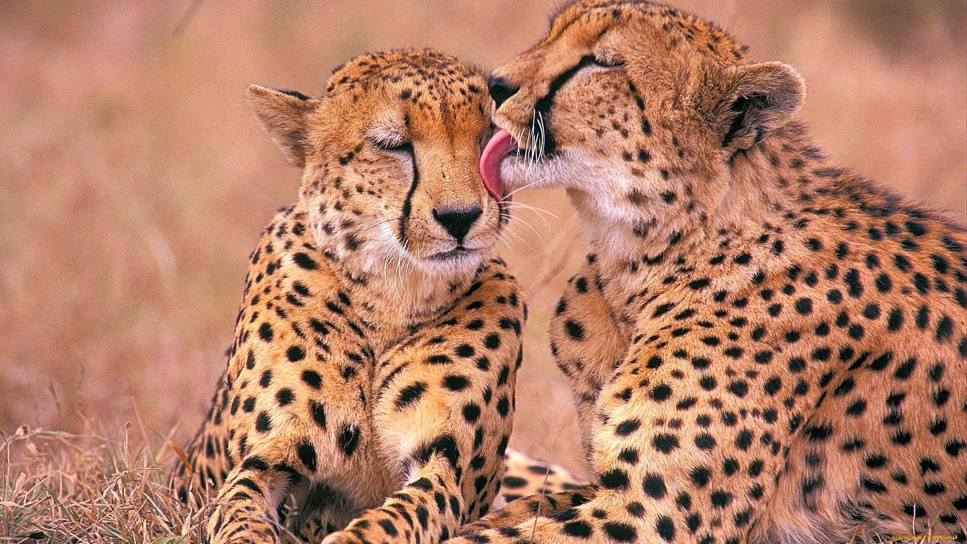 животные, гепарды, хищники