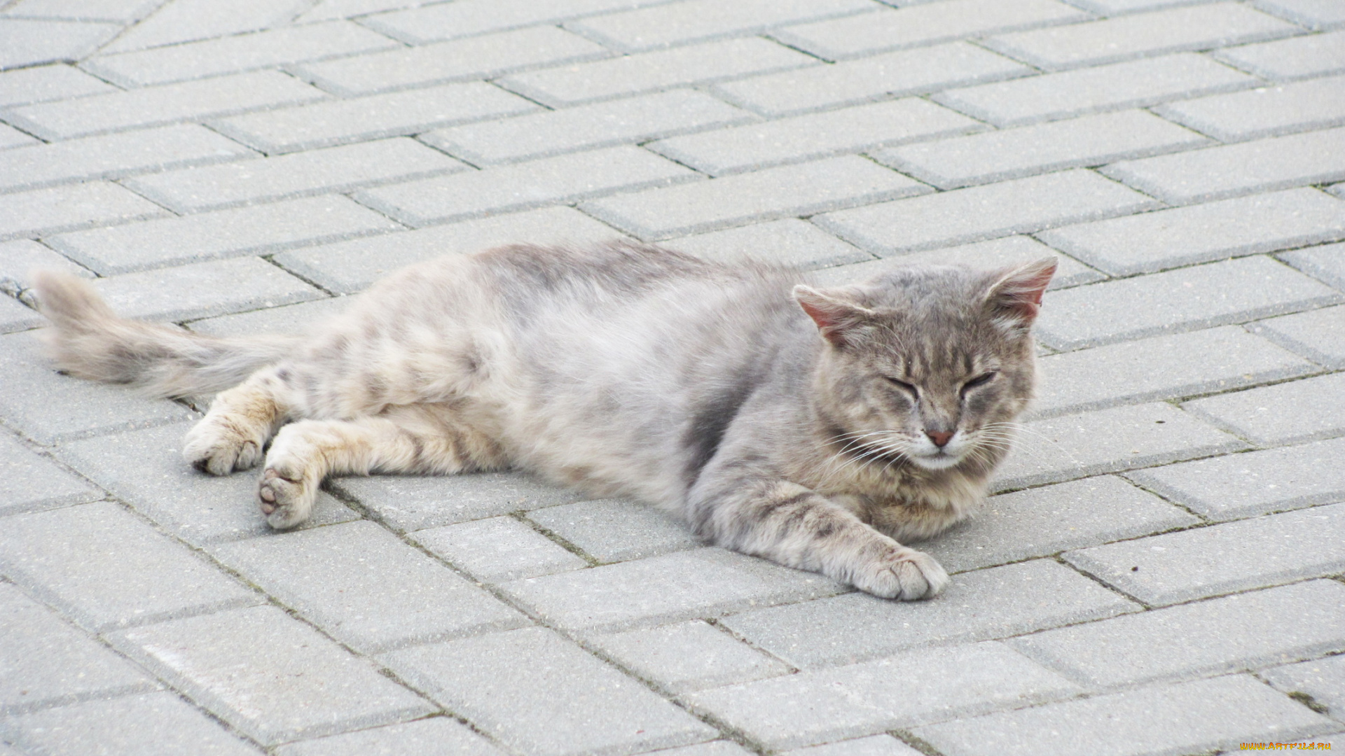 животные, коты, отдых