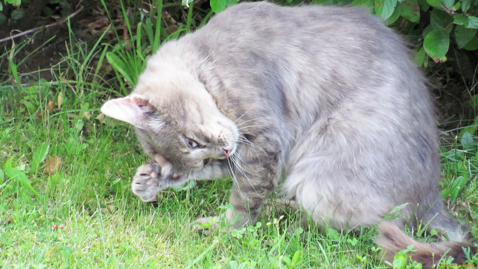 животные, коты, умывание