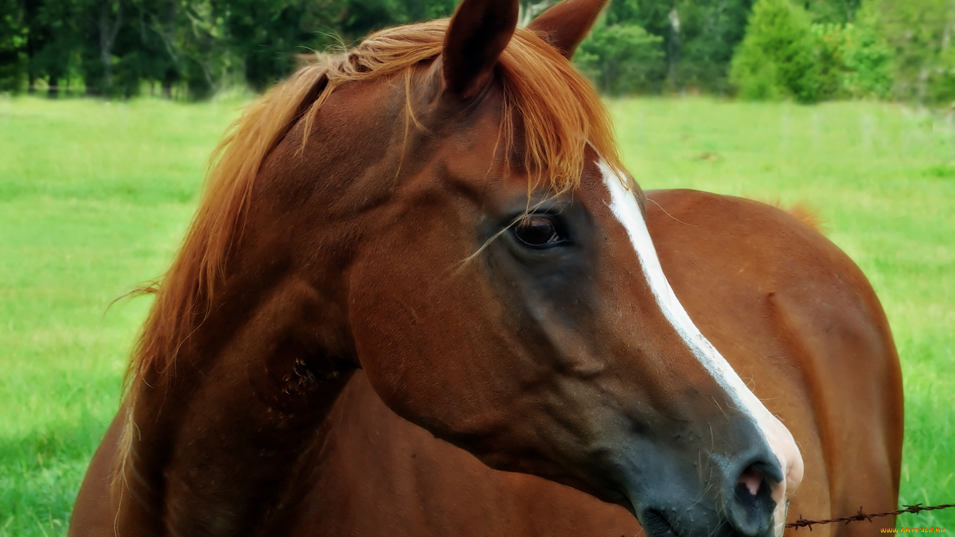 животные, лошади, лошадь