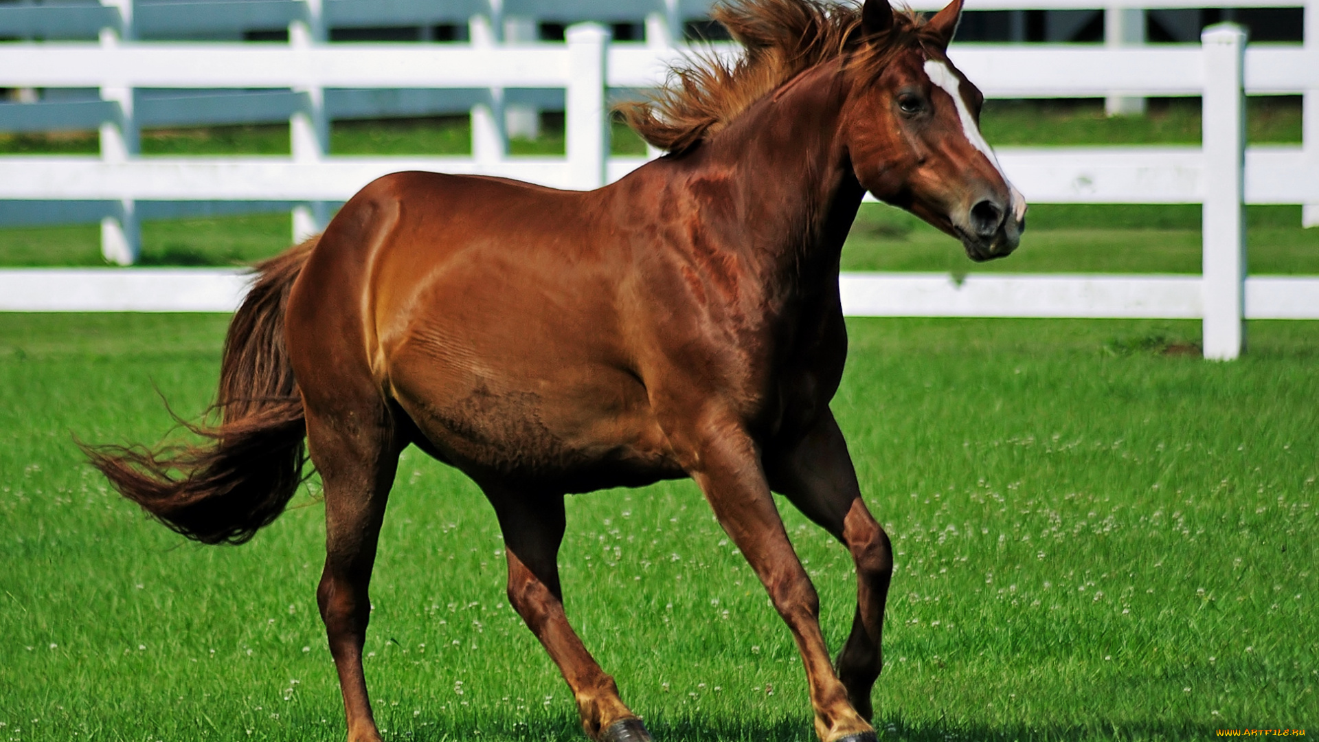 животные, лошади, лошадь