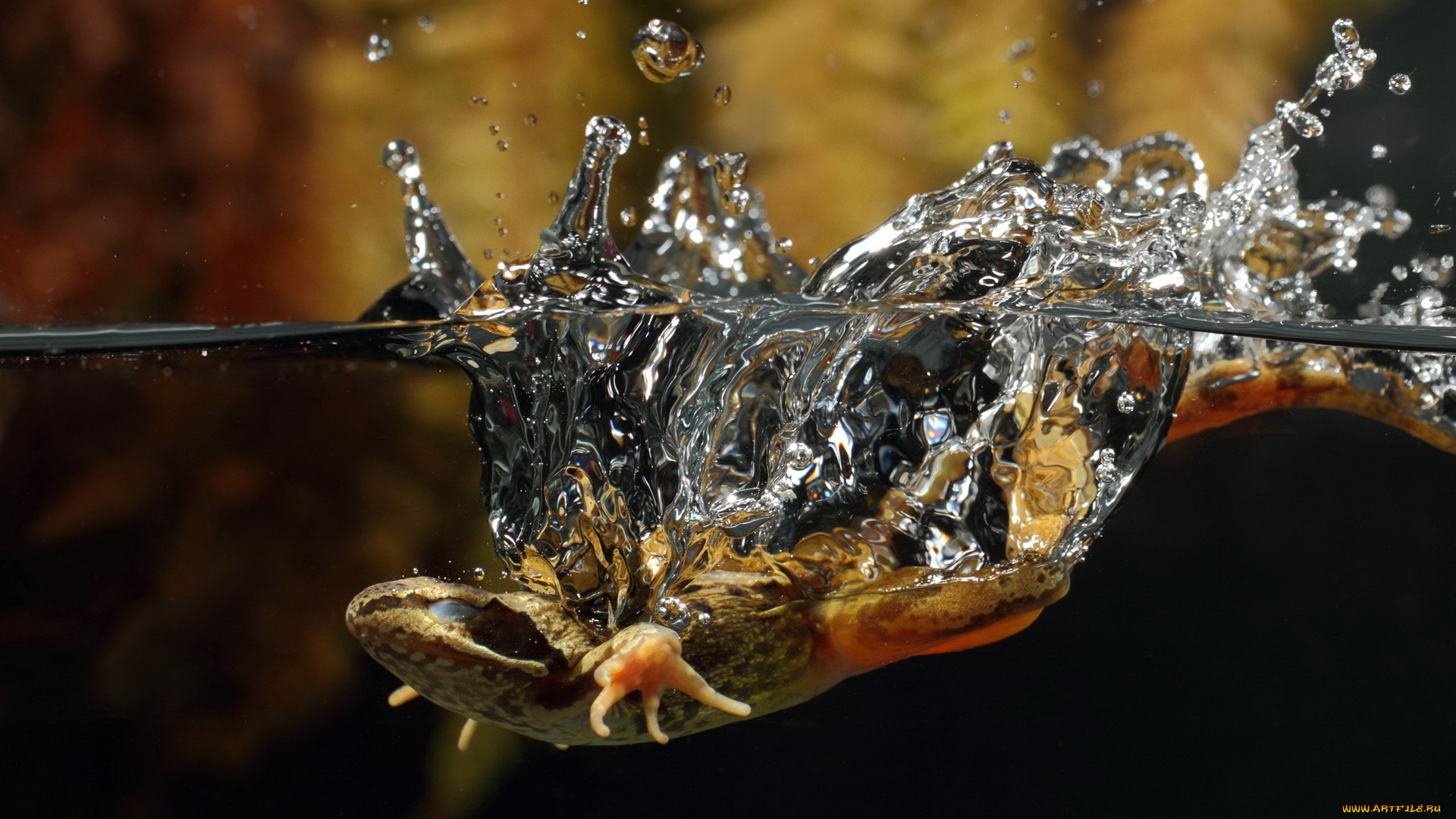 животные, лягушки, вода