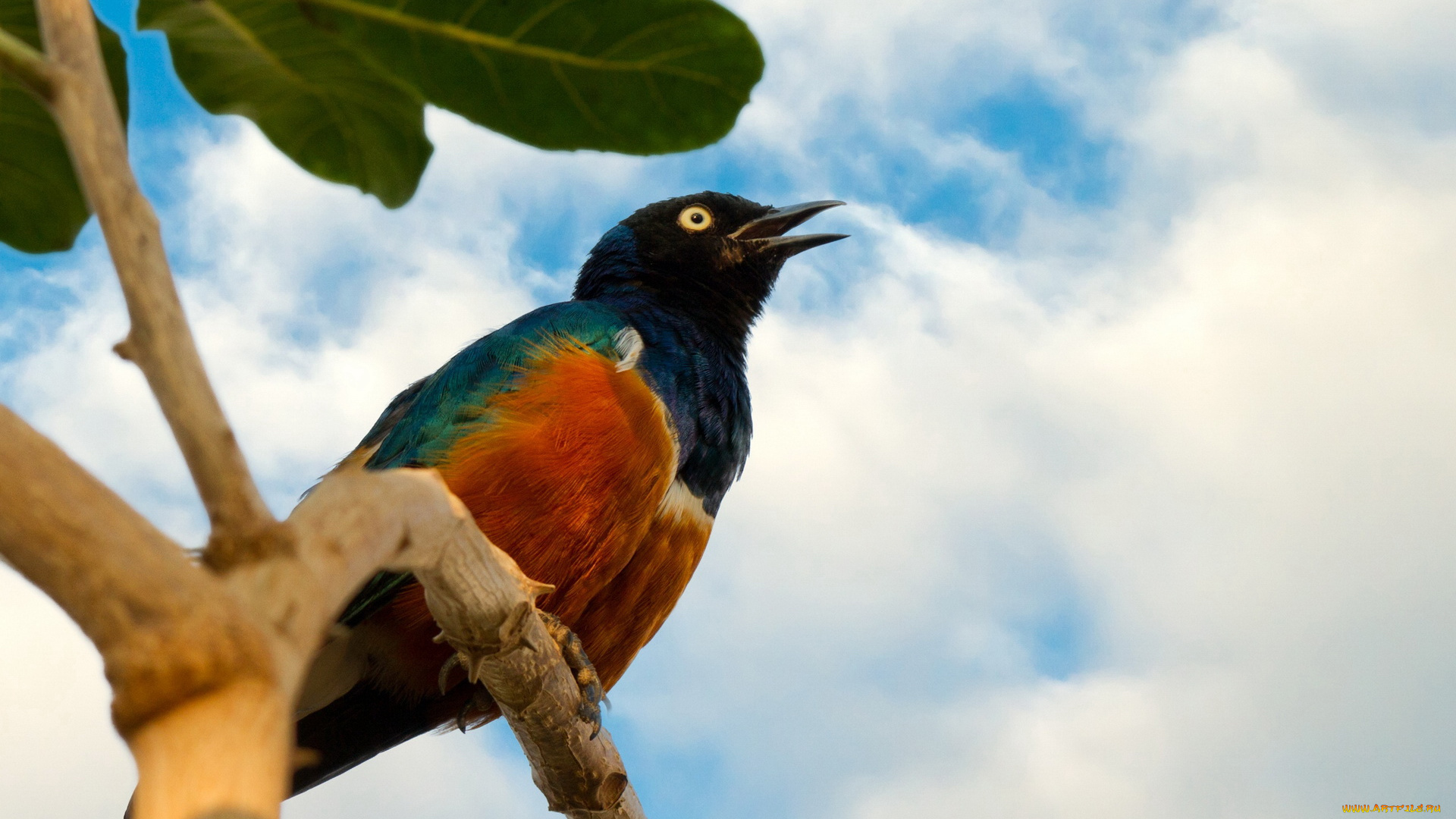 животные, птицы, ветка, птица