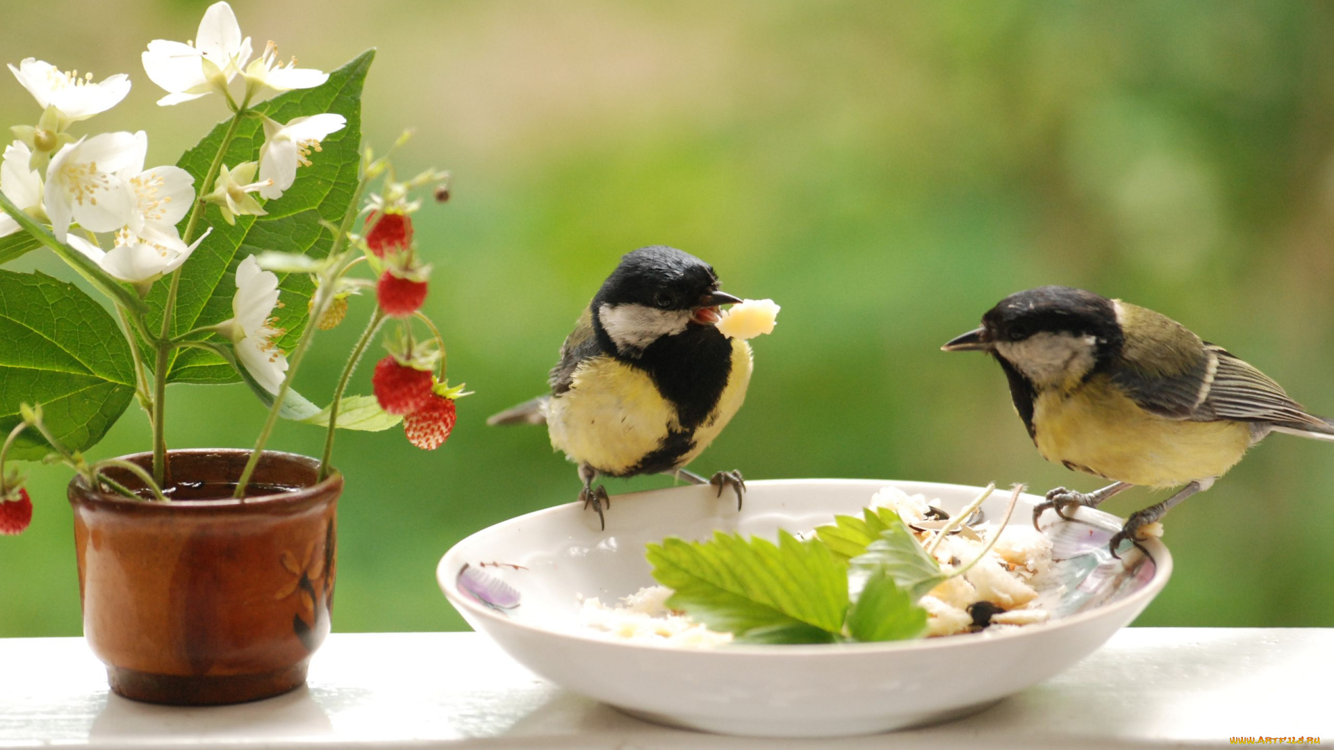 животные, синицы, лазоревки, ягоды, земляника, жасмин, завтрак, птицы