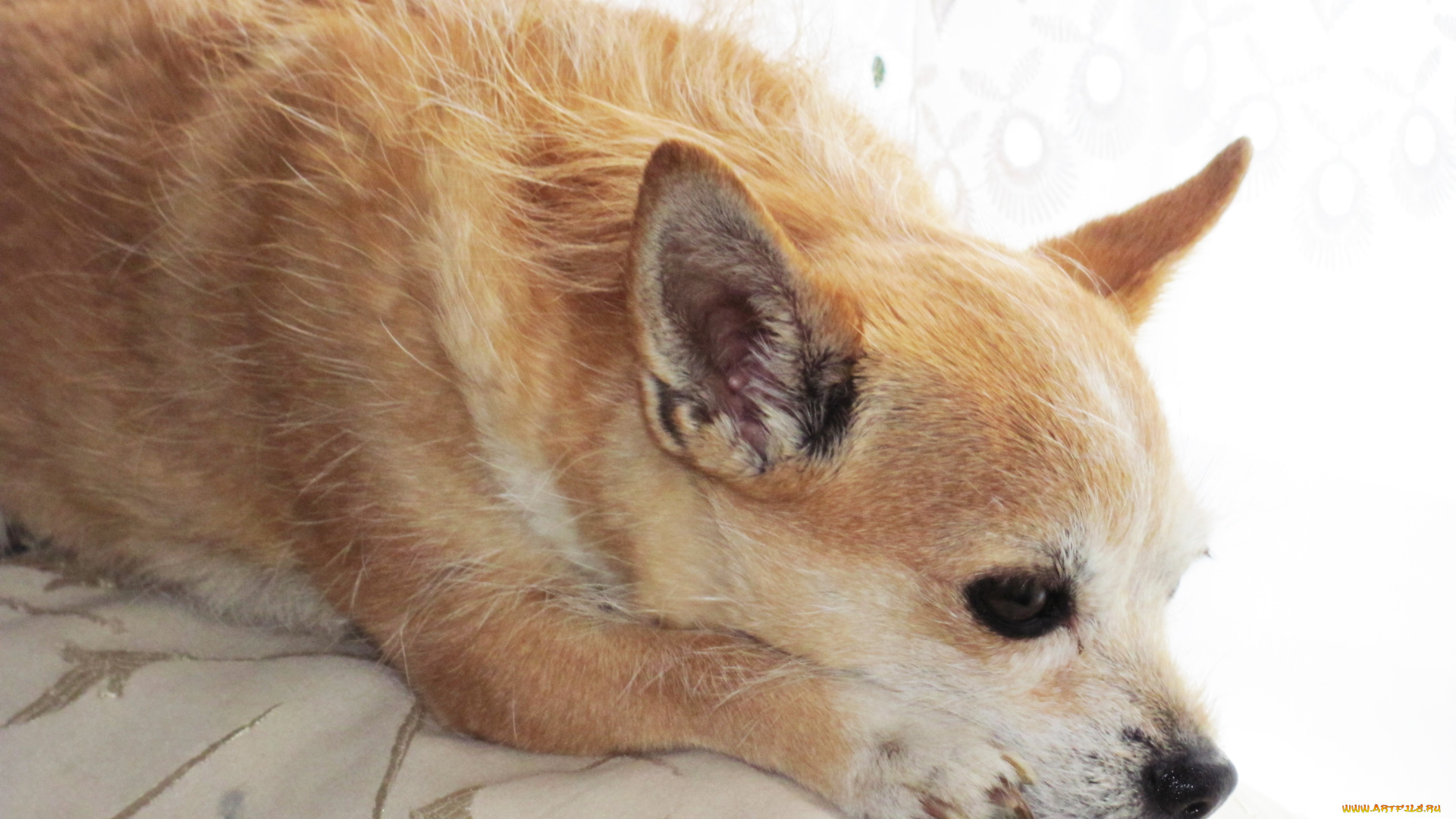 животные, собаки, грусть