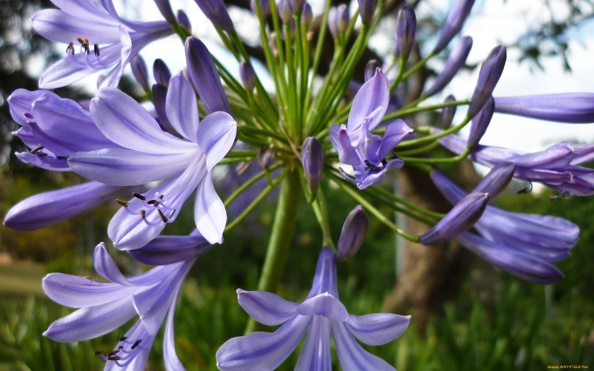 агапантус, африканская, лилия, цветы, фиолетовый