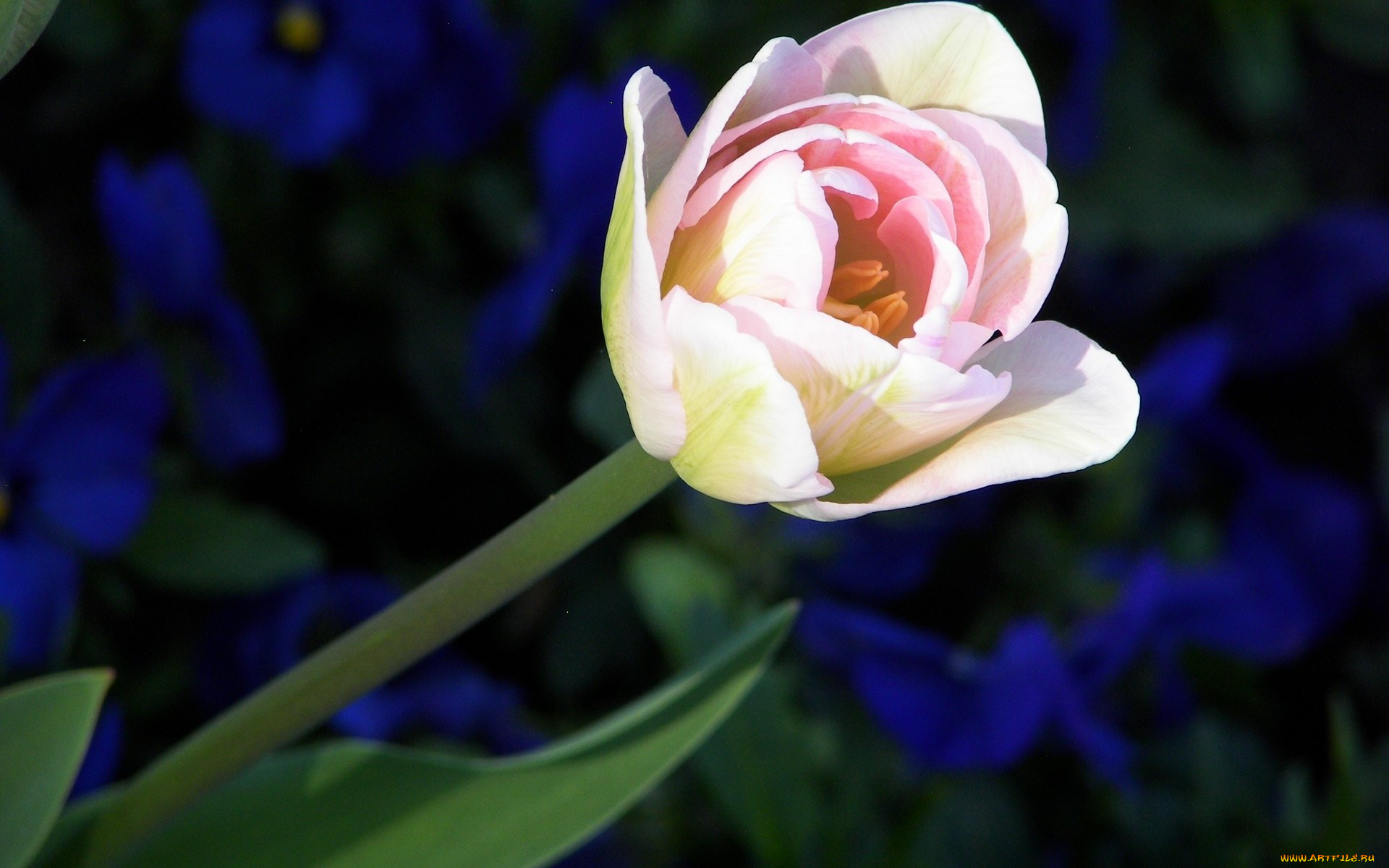 цветы, тюльпаны, лепестки