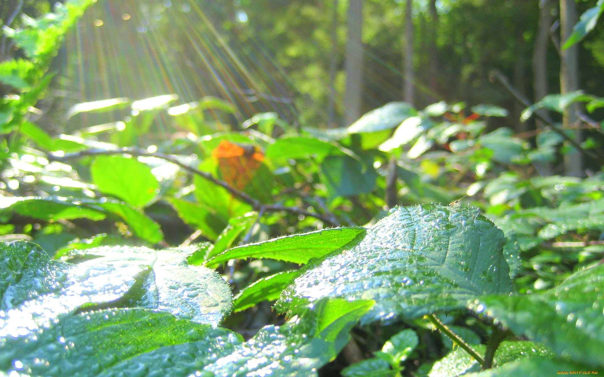природа, листья, капли