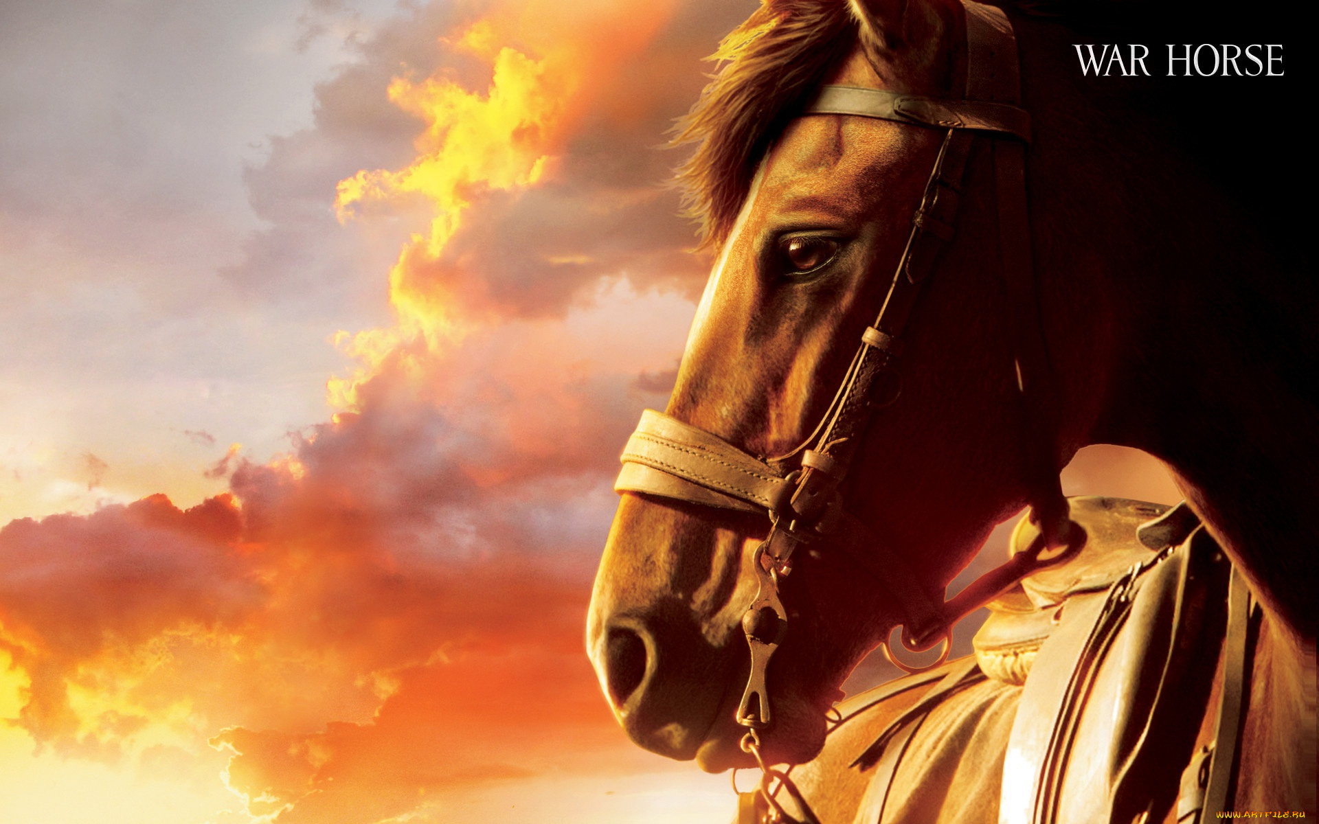 war, horse, кино, фильмы, боевой, конь
