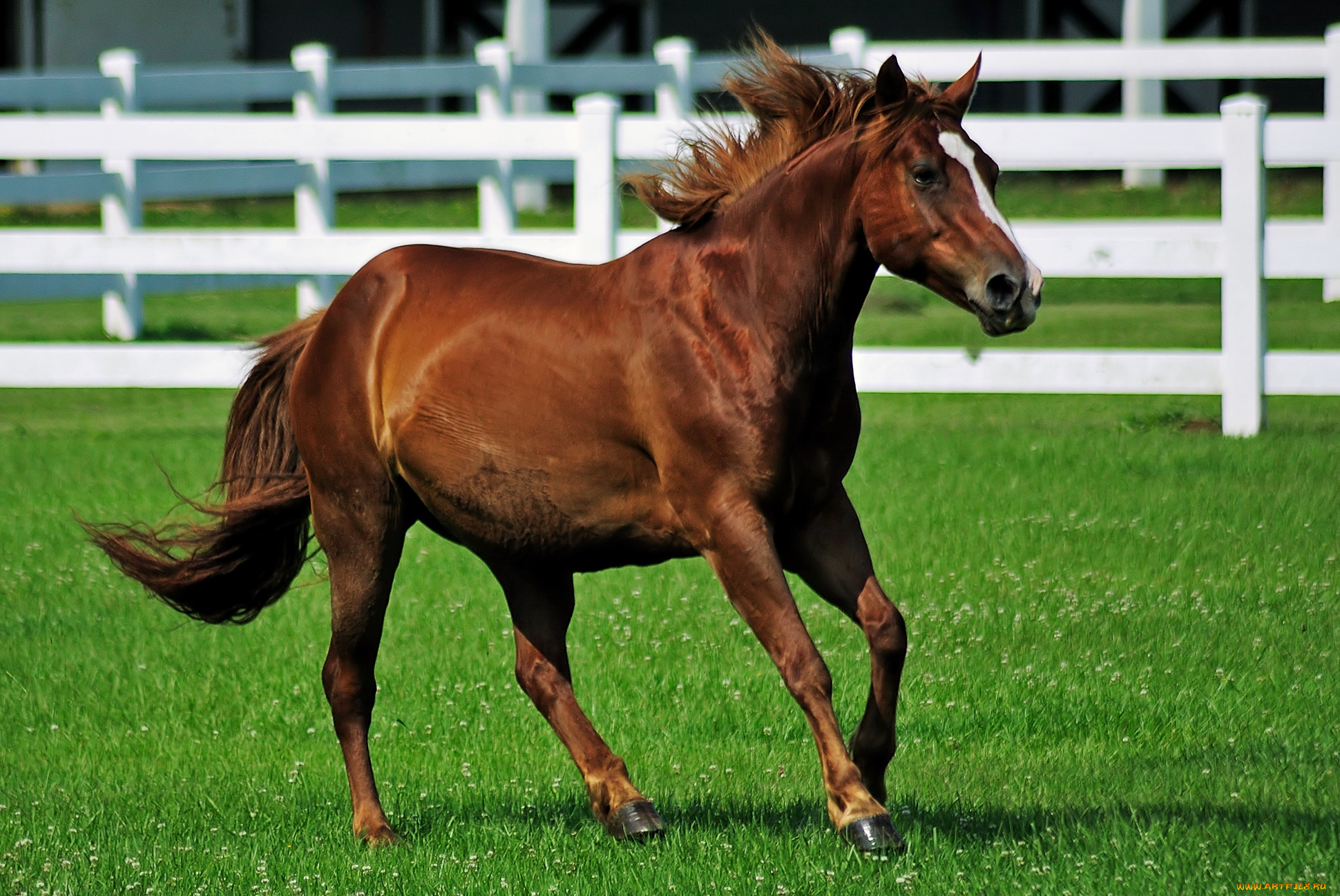 животные, лошади, лошадь