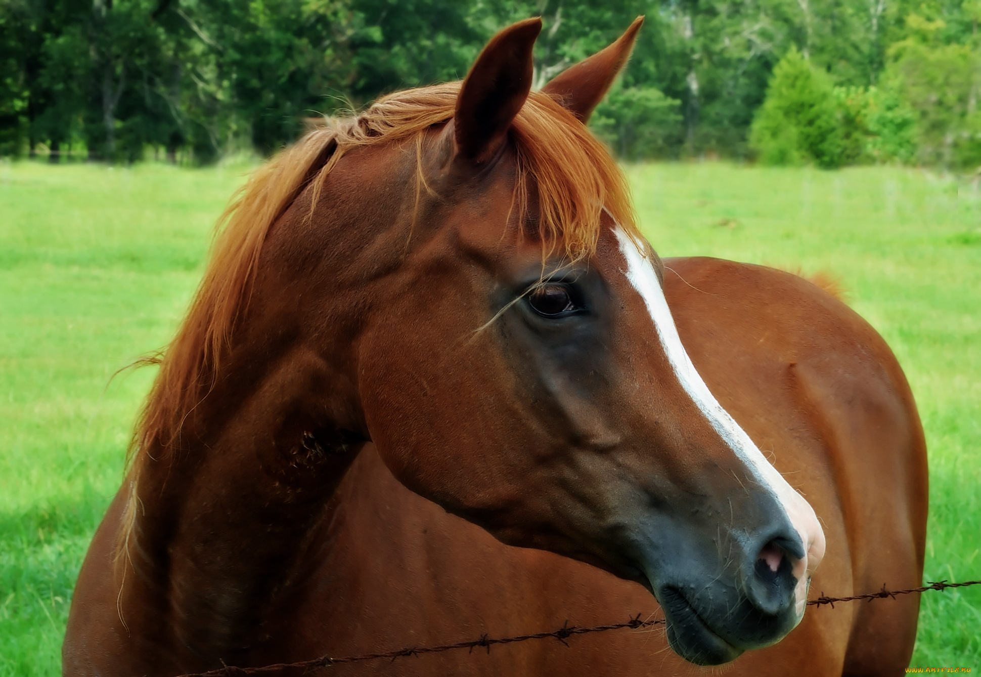 животные, лошади, лошадь