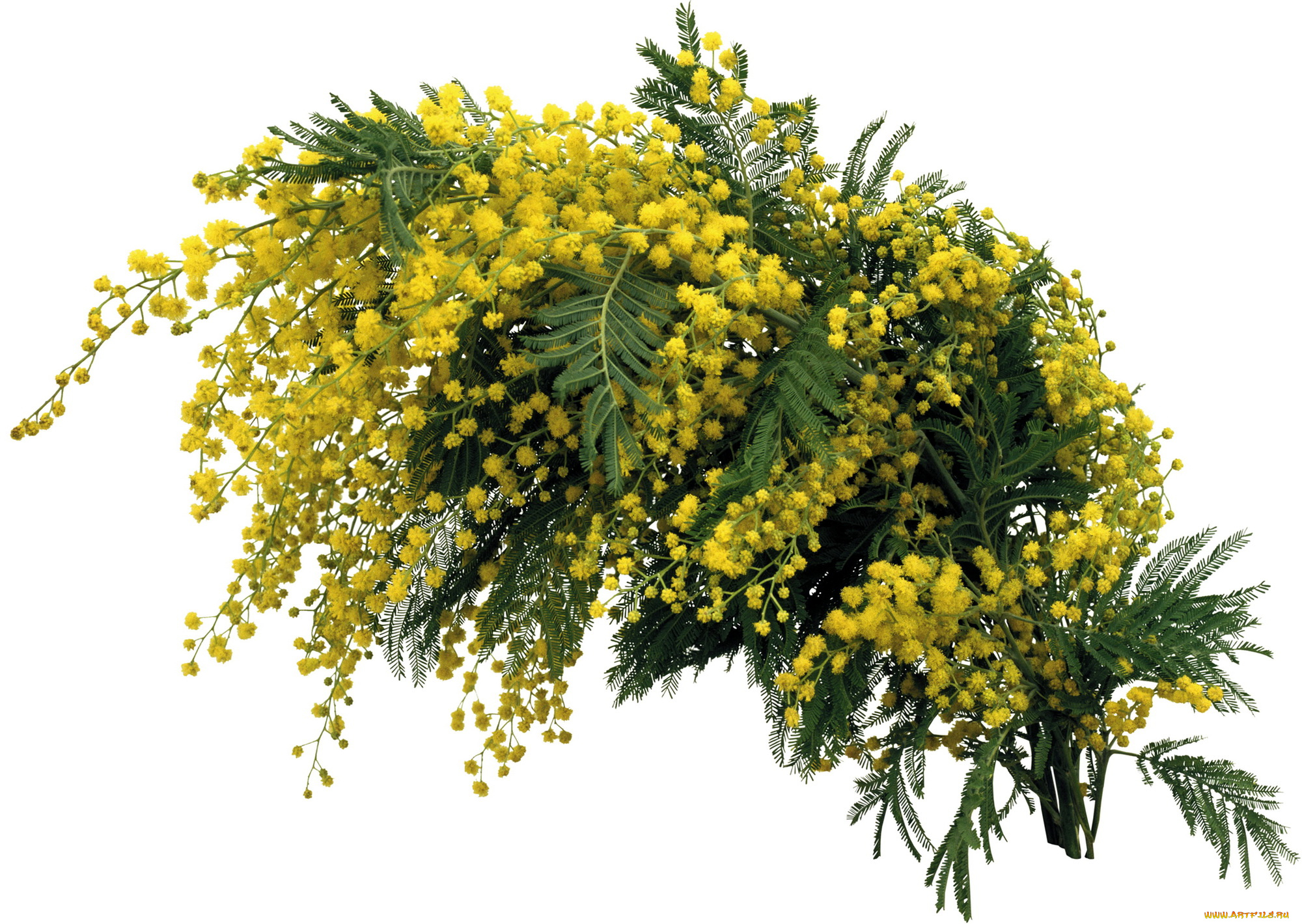 цветы, мимоза, весна