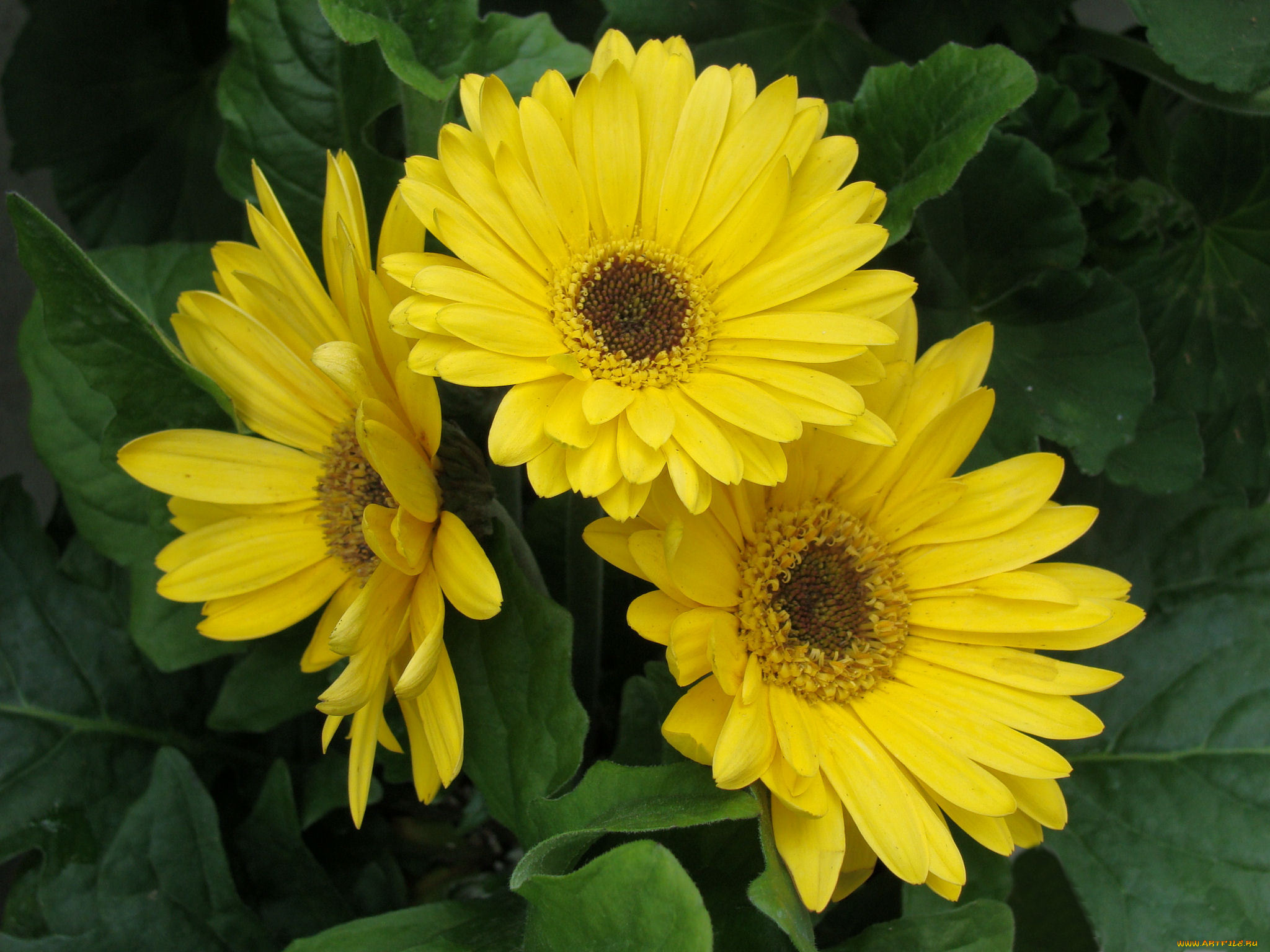 цветы, герберы, лето