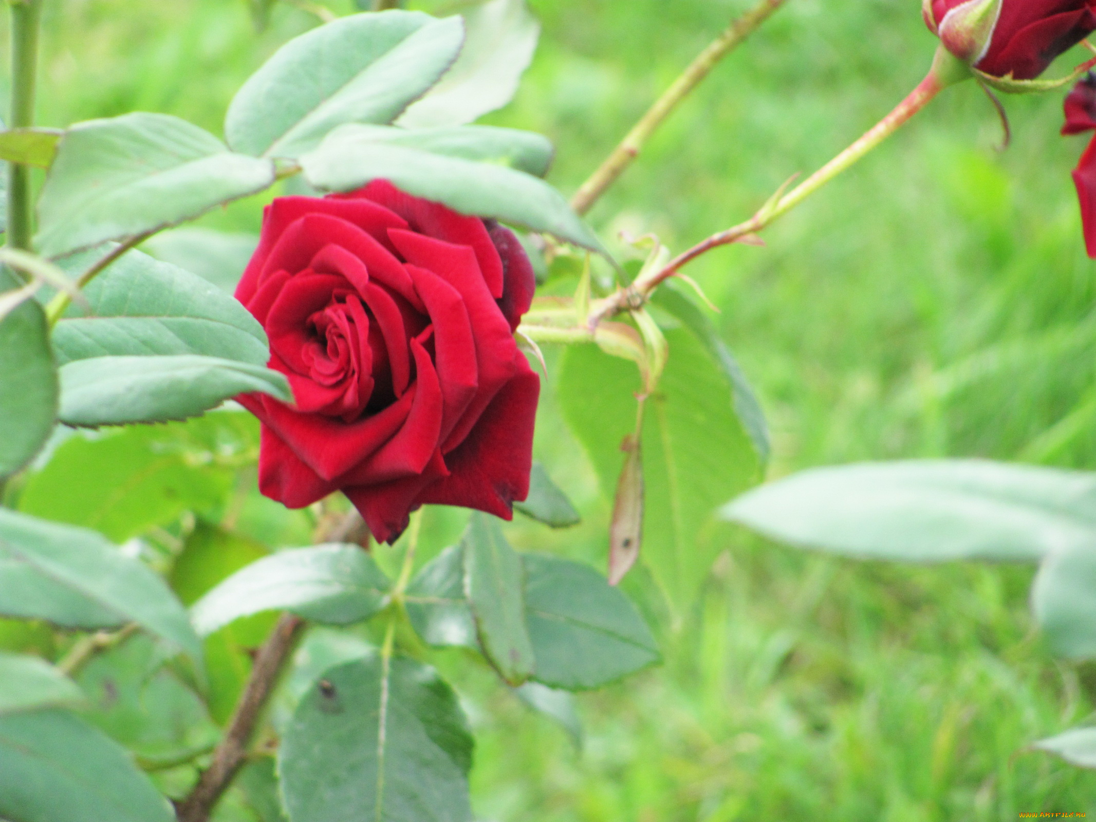 цветы, розы, красный