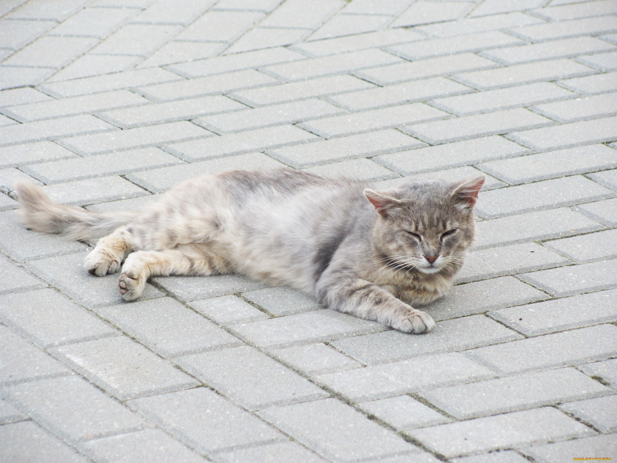 животные, коты, отдых