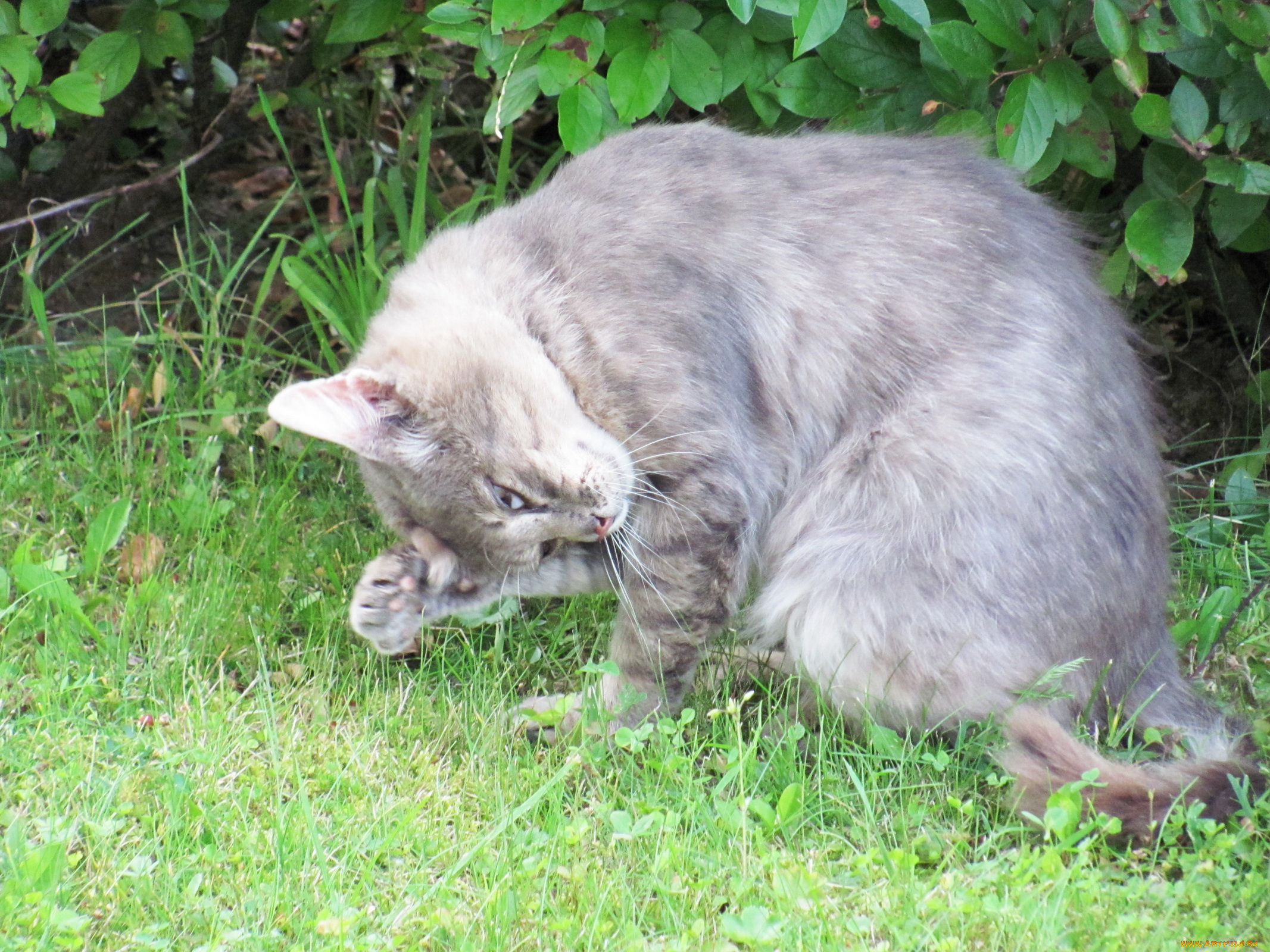 животные, коты, умывание