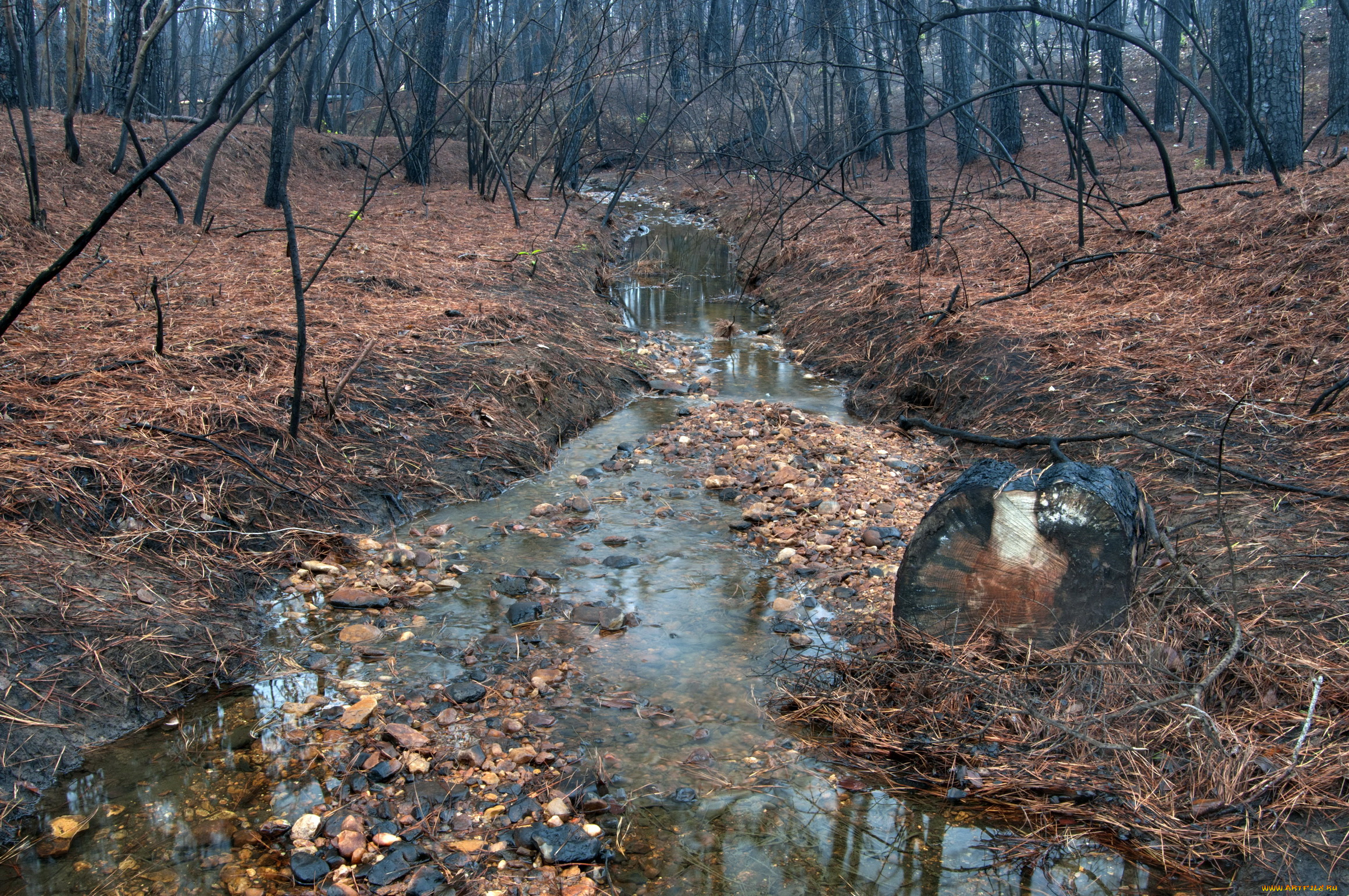 природа, другое, осень, лес, река